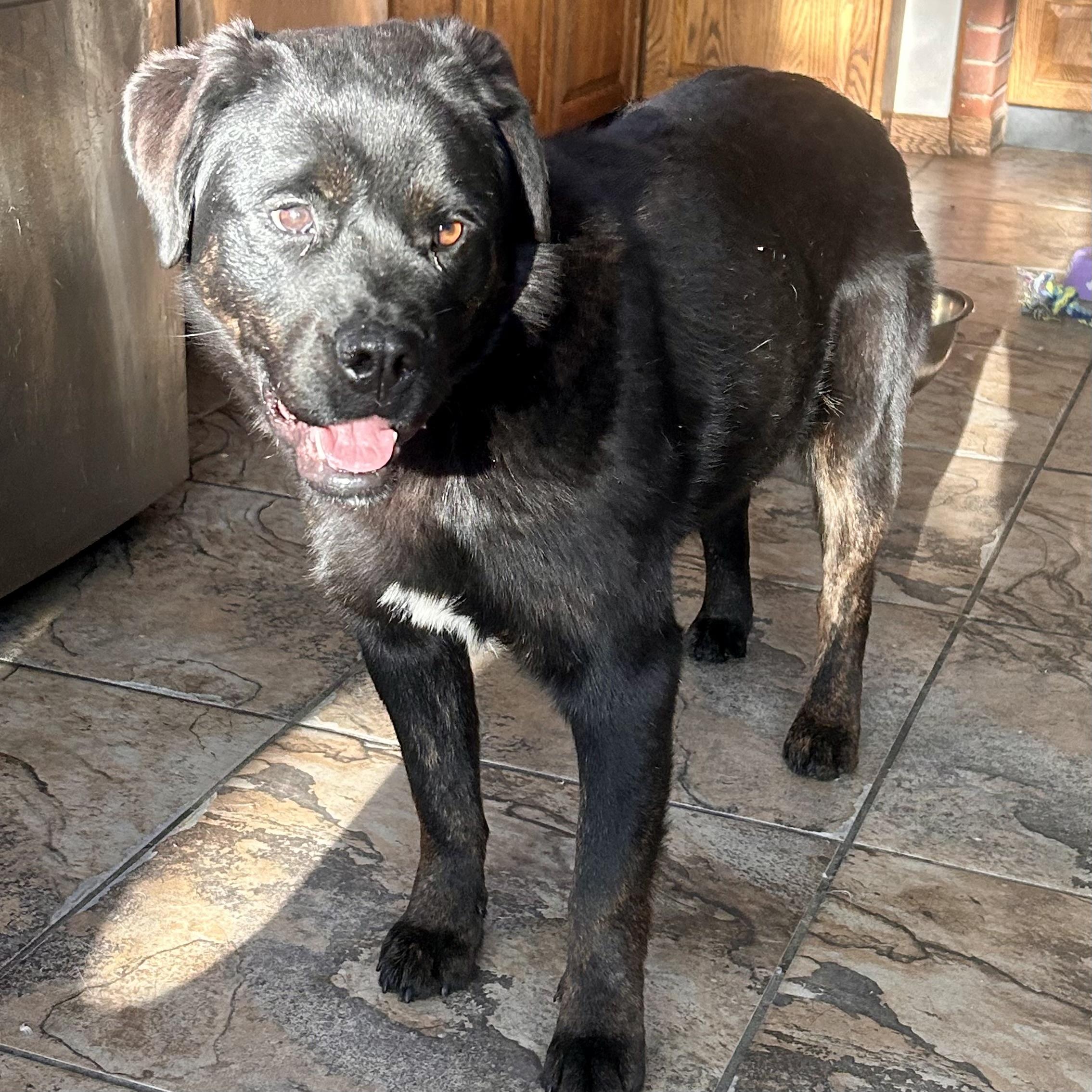 Oreo, a Adoptable mixed breed in Edmonton, AB image 1/6