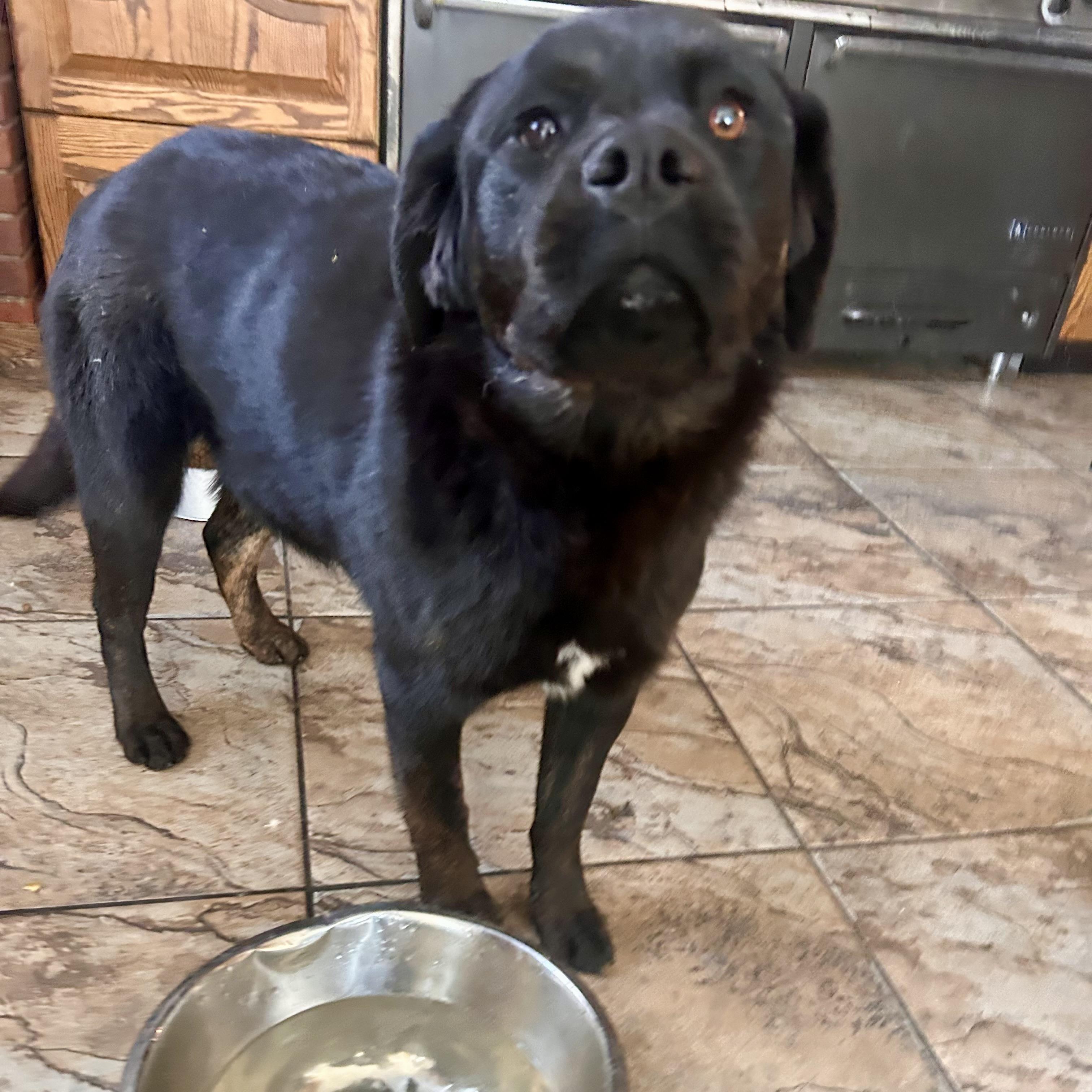 Oreo, a Adoptable mixed breed in Edmonton, AB image 6/6