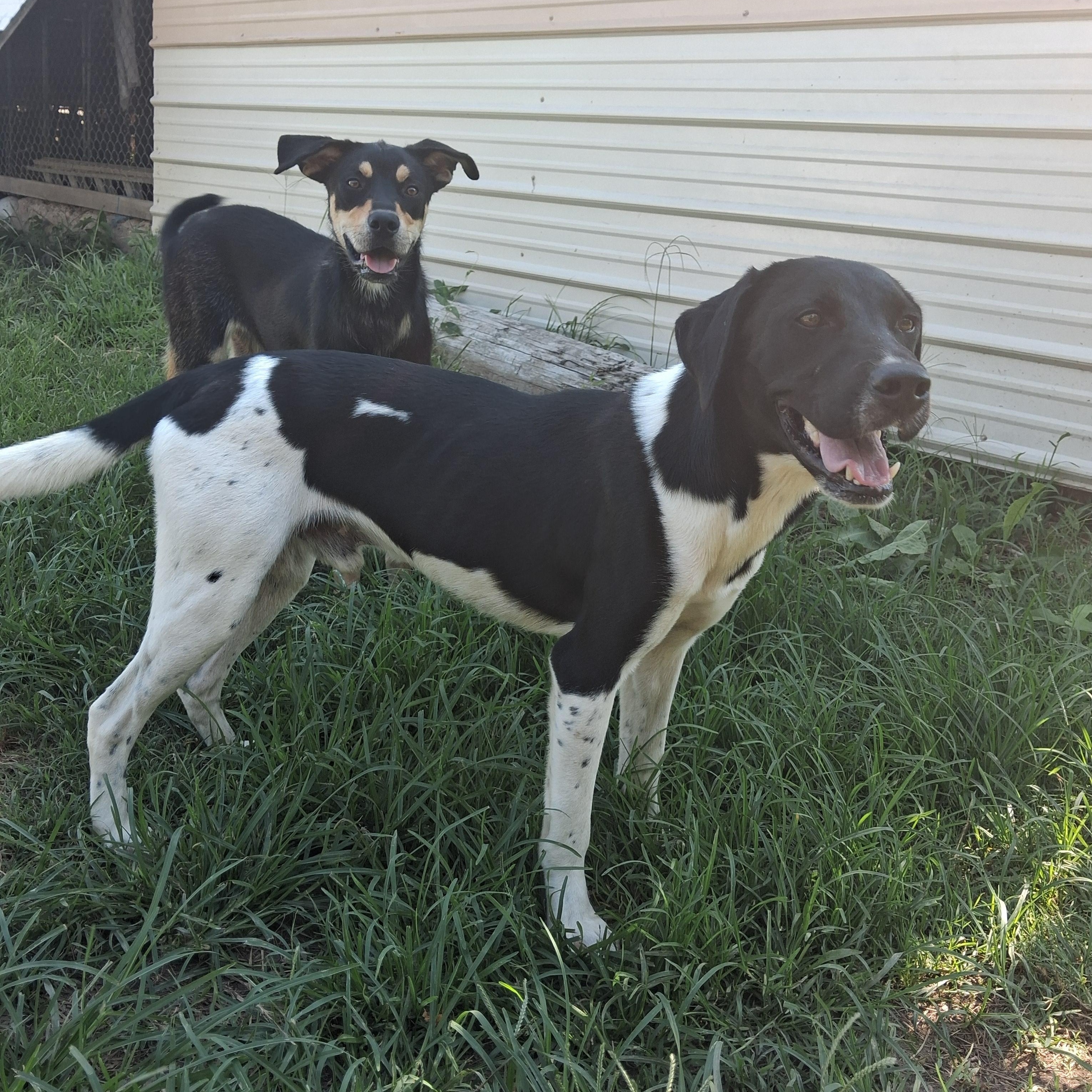 Enlarge Barrett, a Adoptable mixed breed in Newport, AR image 4/5