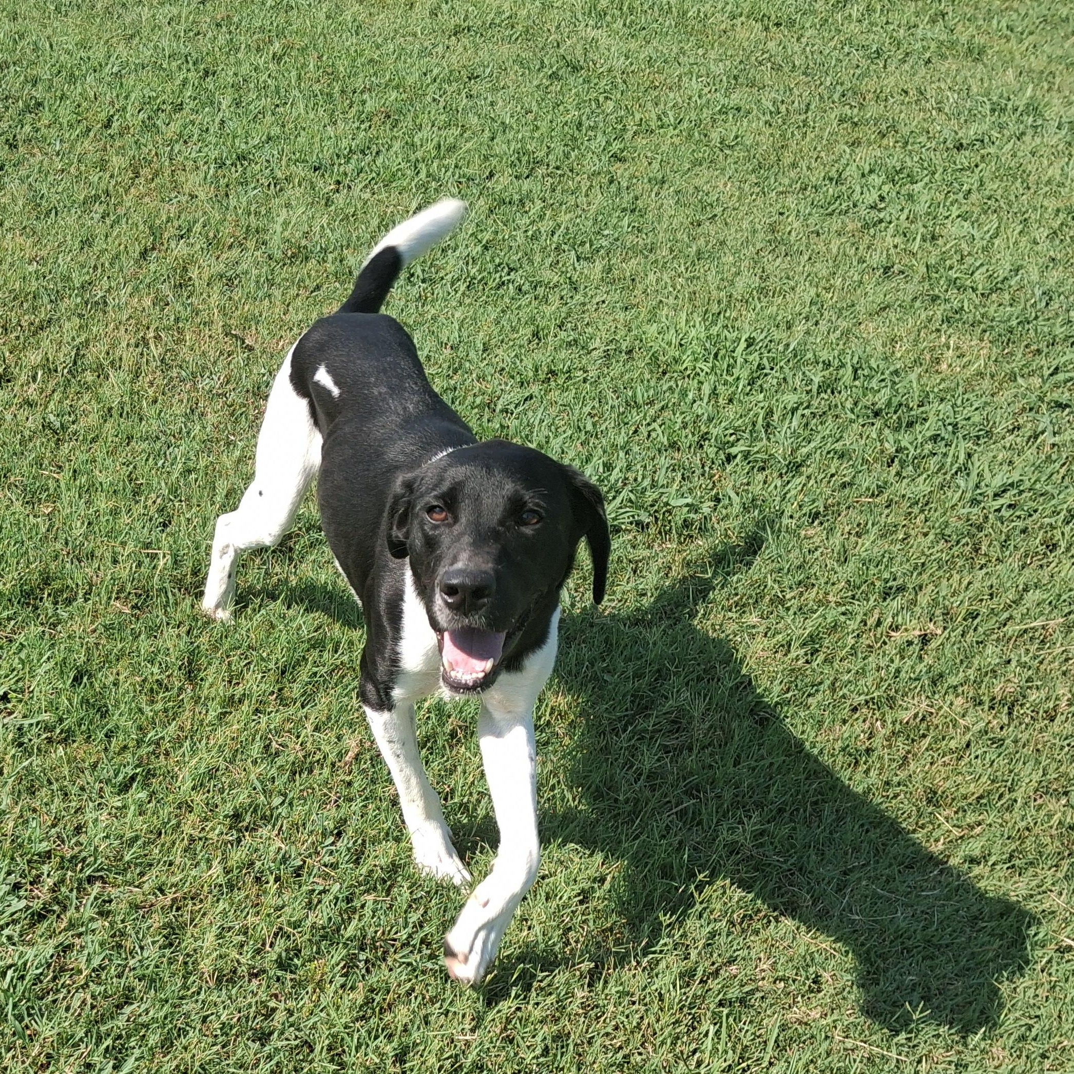 Enlarge Barrett, a Adoptable mixed breed in Newport, AR image 3/5