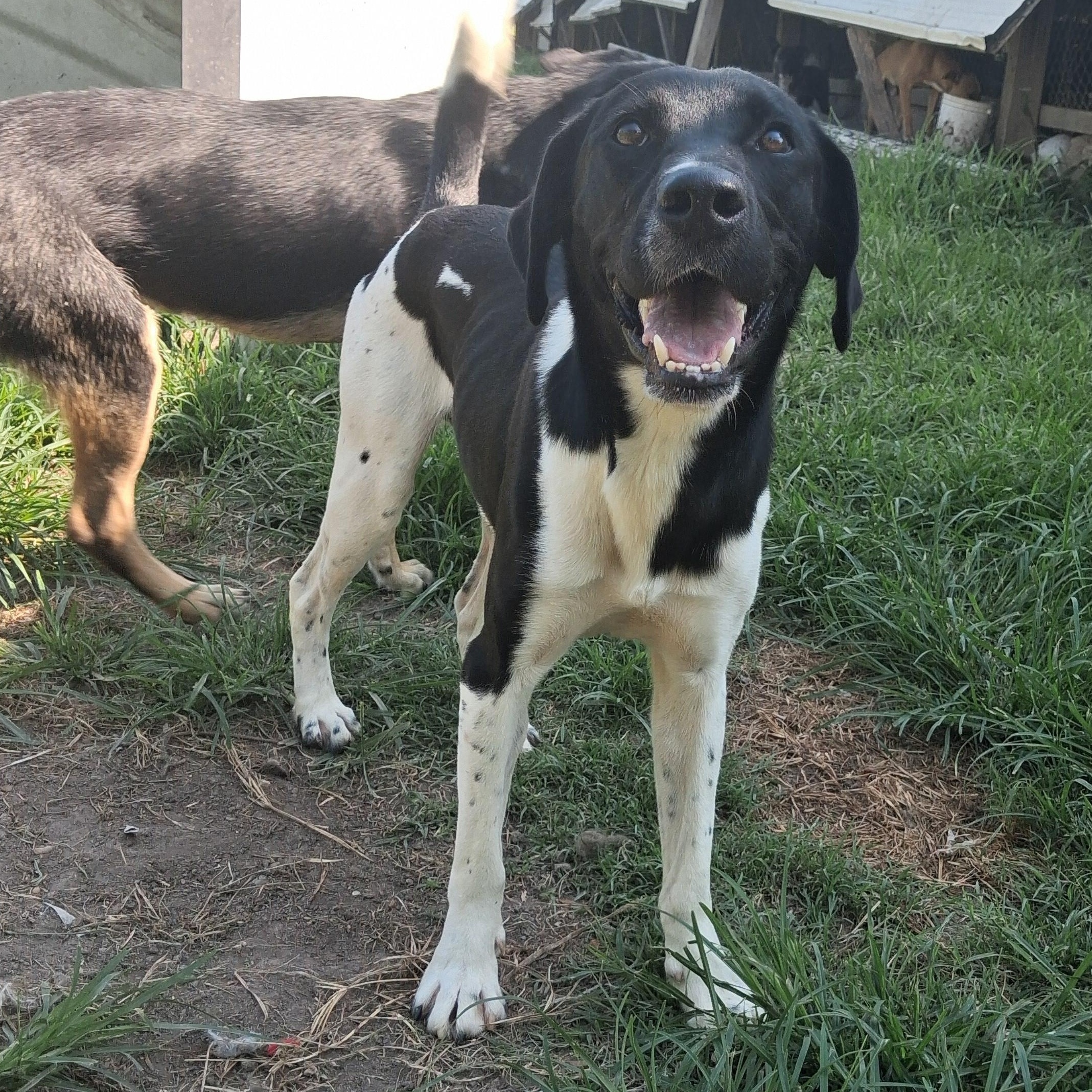 Enlarge Barrett, a Adoptable mixed breed in Newport, AR image 2/5