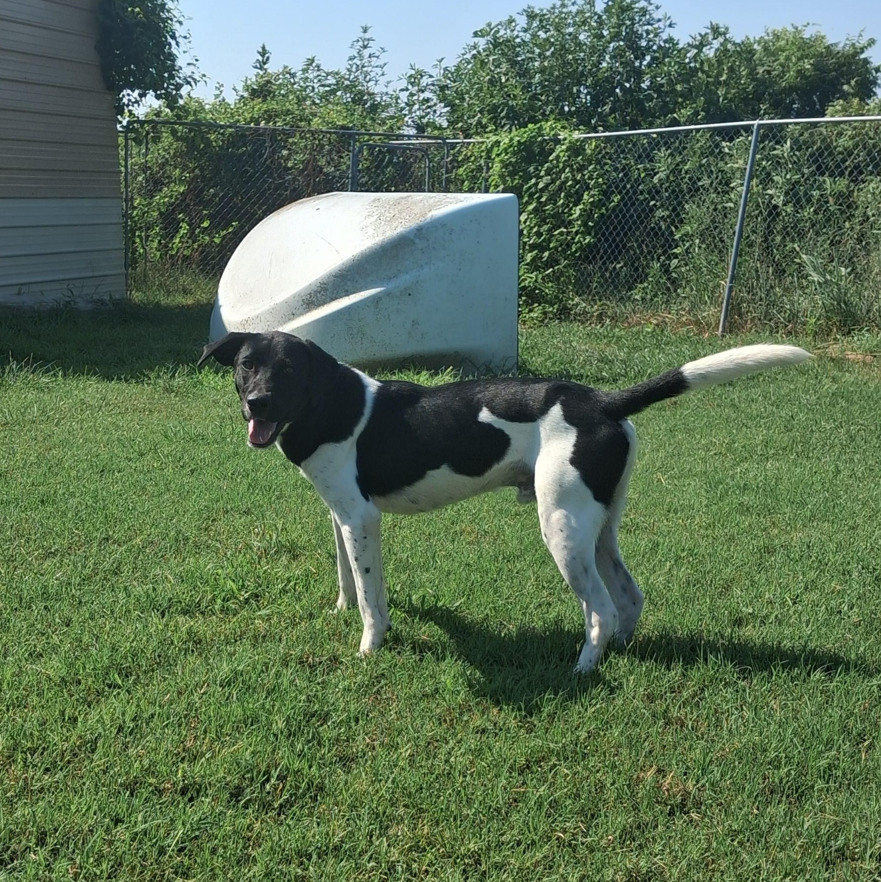 Enlarge Barrett, a Adoptable mixed breed in Newport, AR image 5/5