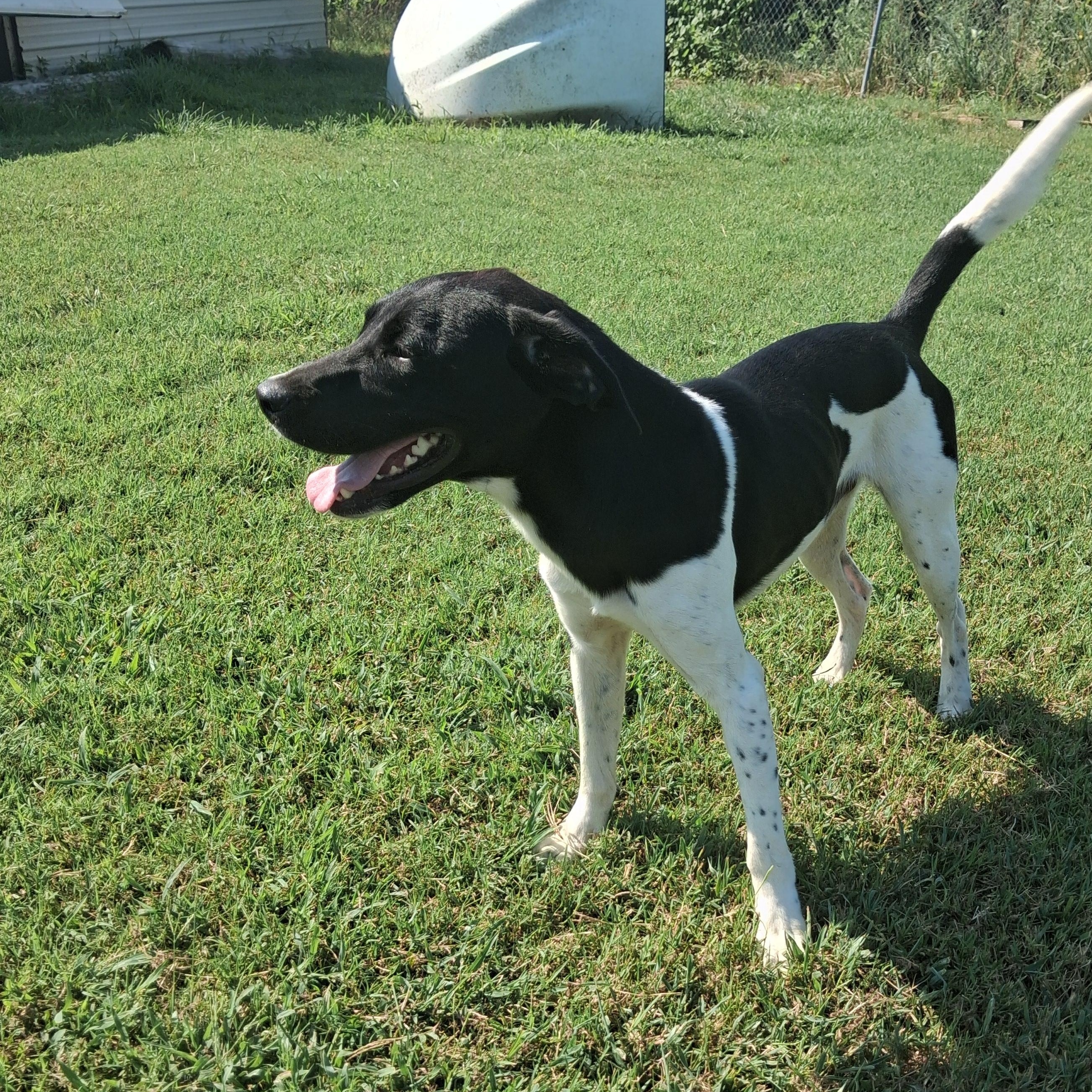 Barrett, Adoptable, Adult Male Pointer & Black Labrador Retriever.