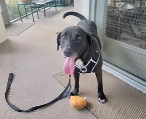 Karen, a Adoptable Labrador Retriever in Reeds Spring, MO image 1/4