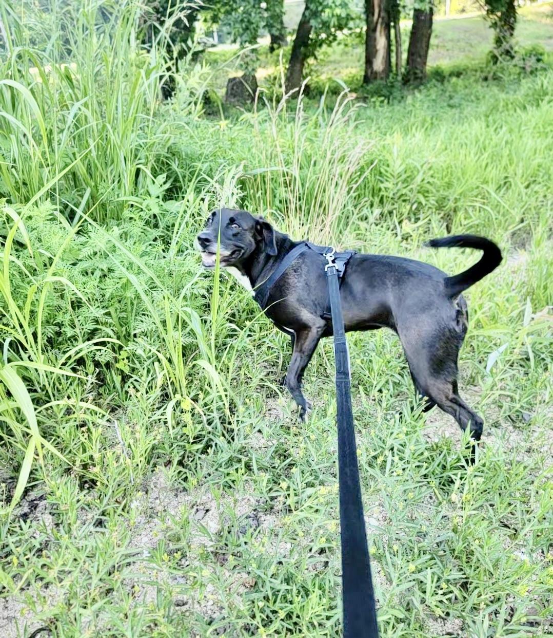 Karen, a Adoptable Labrador Retriever in Reeds Spring, MO image 2/4