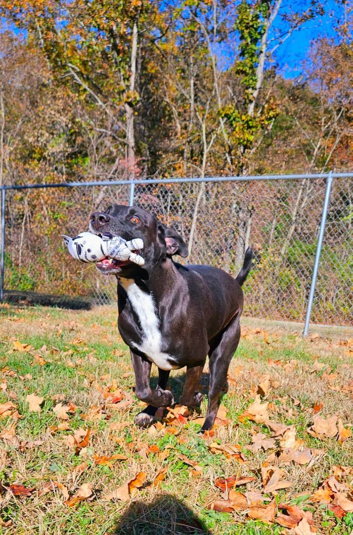 Karen, a Adoptable Labrador Retriever in Reeds Spring, MO image 4/4