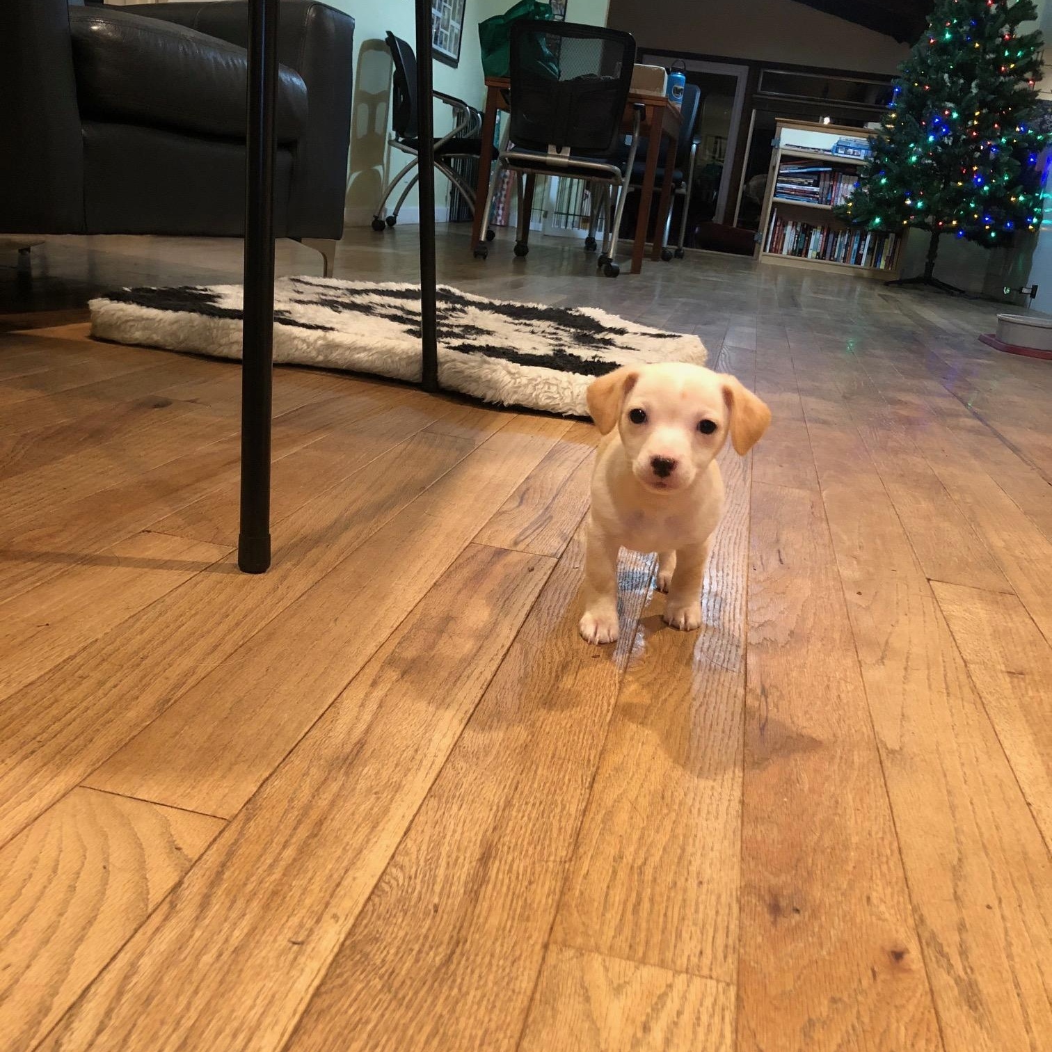 Enlarge Peanut Brittle, an adopted mixed breed in Petaluma, CA image 4/5