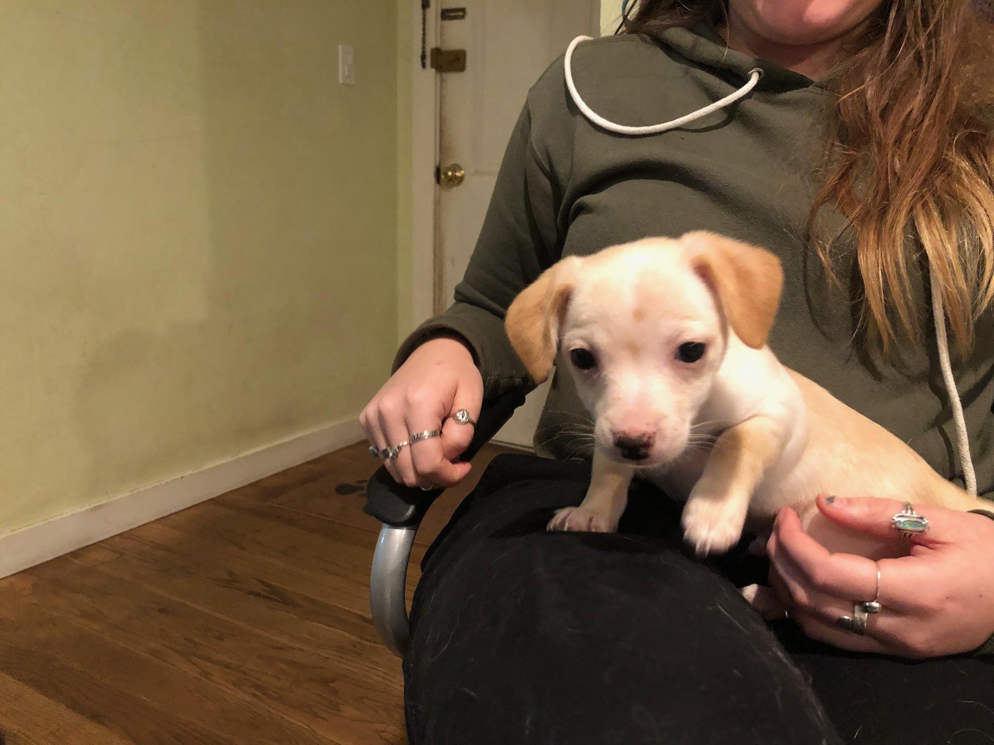 Peanut Brittle, Adoptable, Puppy Male Chihuahua & Terrier.