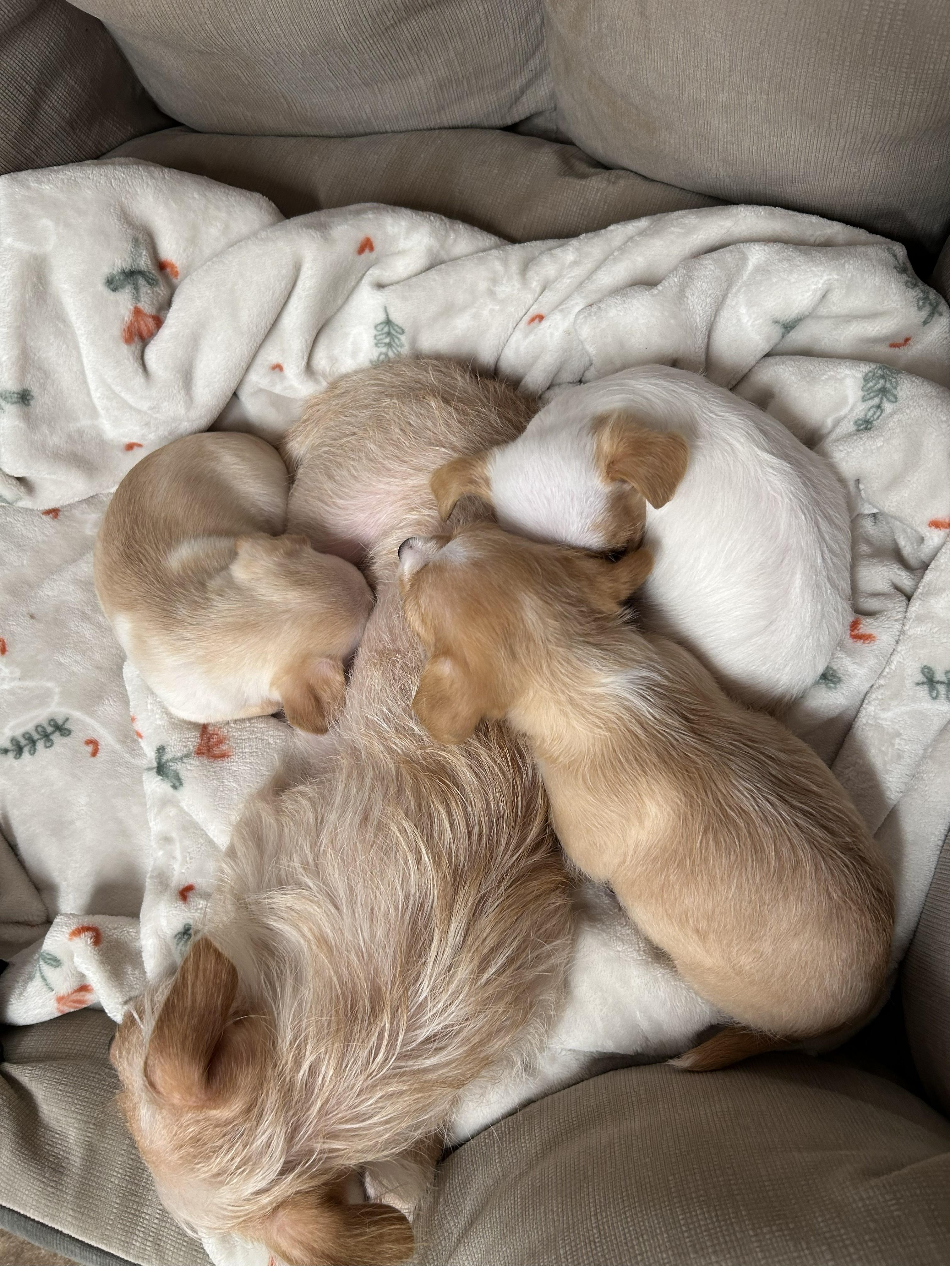 Enlarge Peanut Brittle, an adopted mixed breed in Petaluma, CA image 2/5