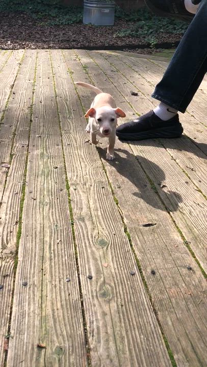 Enlarge Peanut Brittle, an adopted mixed breed in Petaluma, CA video 5/5