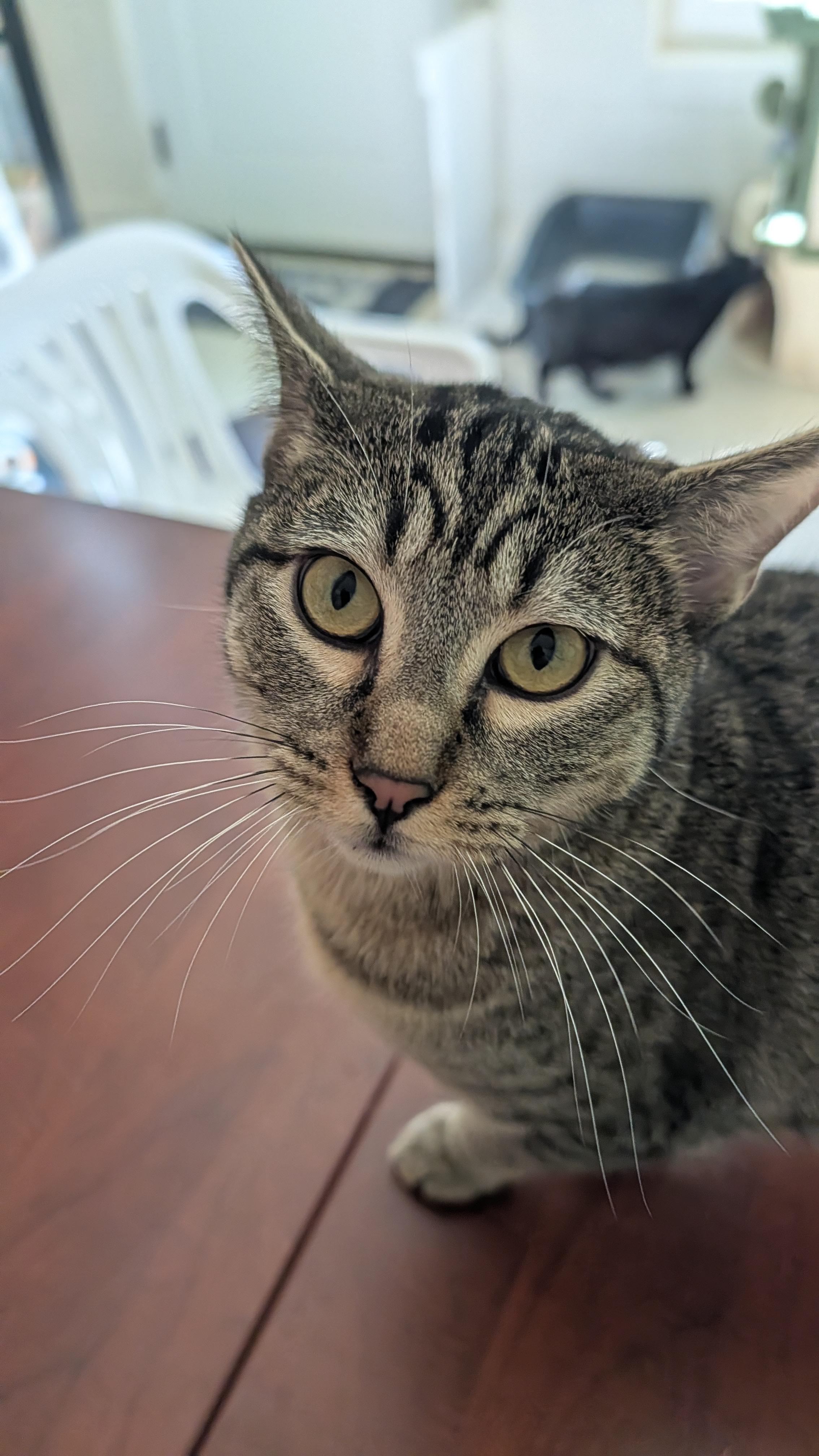 Enlarge Cricket, a ADOPTABLE Domestic Short Hair in Quincy, CA image 1/2