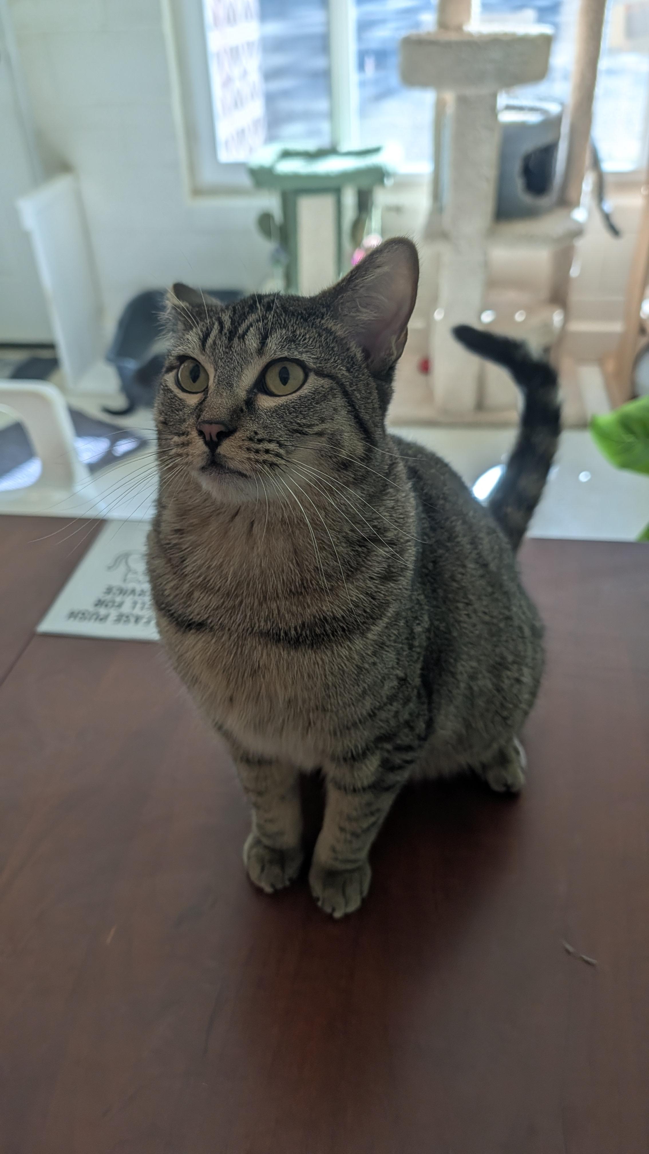 Enlarge Cricket, a ADOPTABLE Domestic Short Hair in Quincy, CA image 2/2