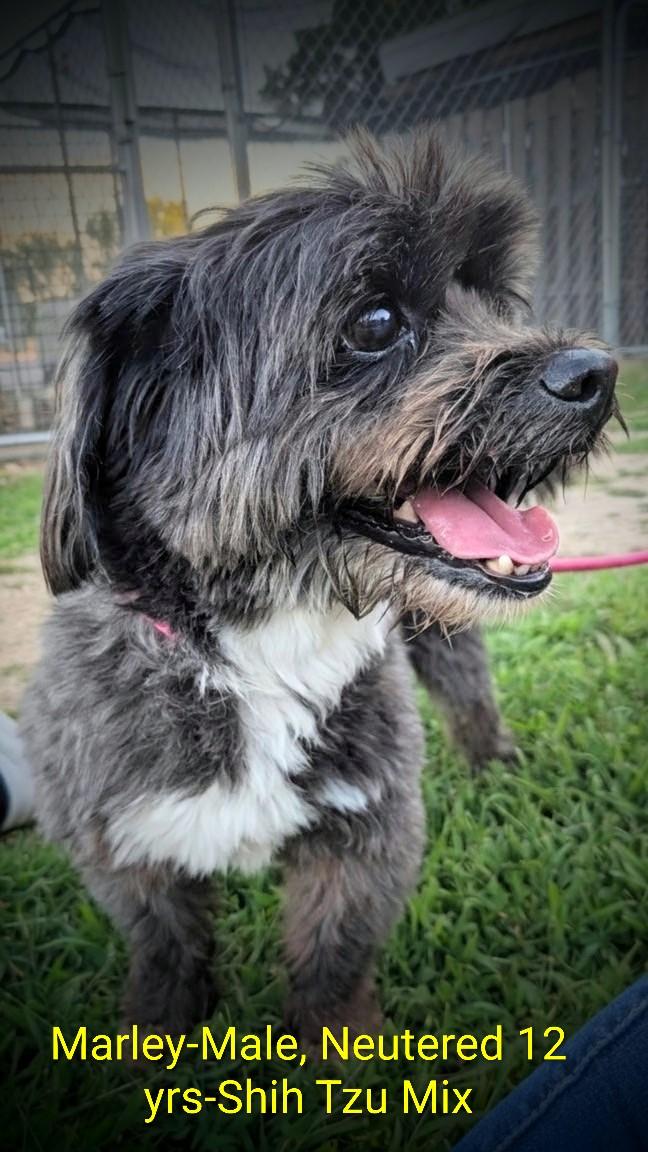 Marley, ADOPTABLE, Senior Male Shih Tzu.