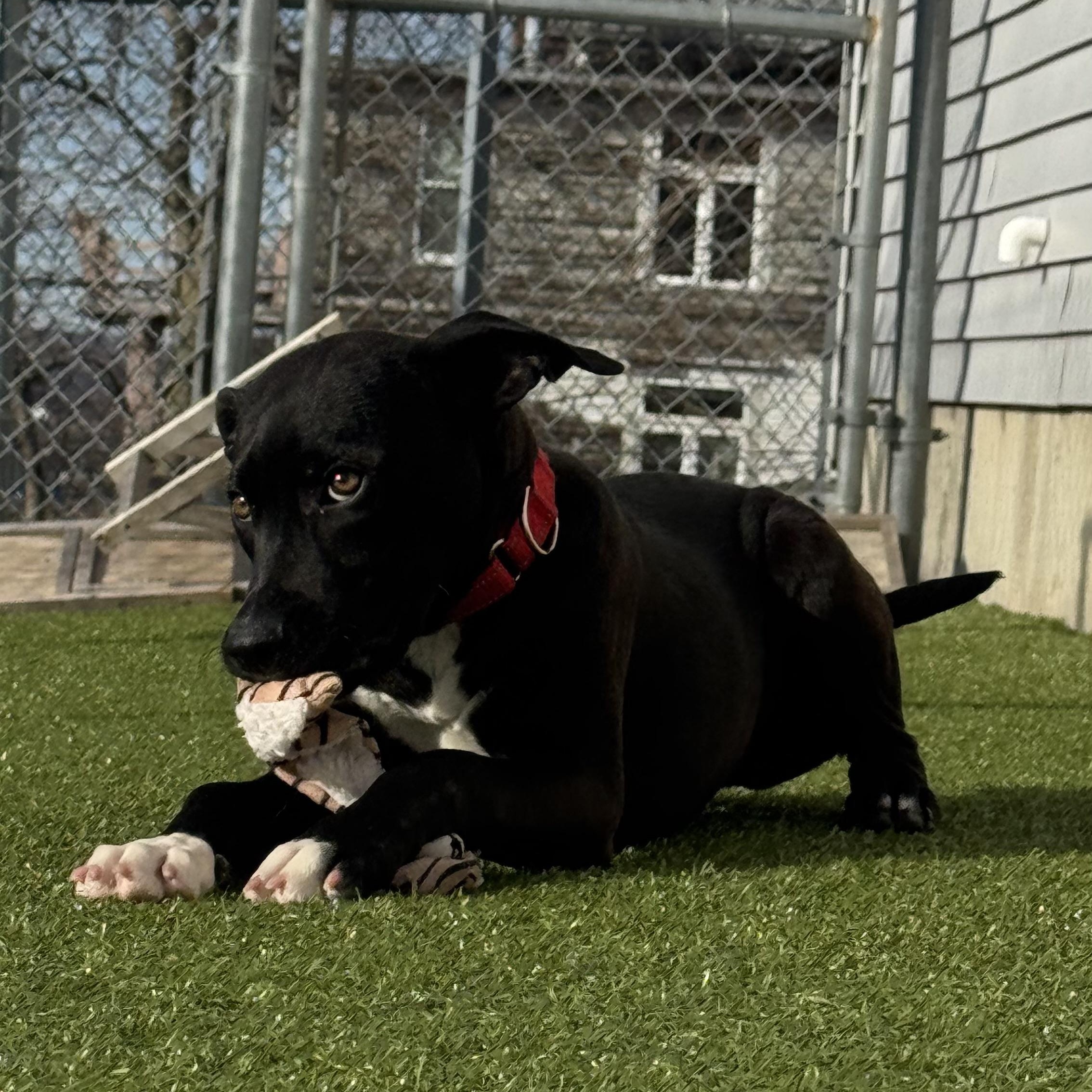 Enlarge Lainey , an adopted mixed breed in Fall River, MA image 1/5