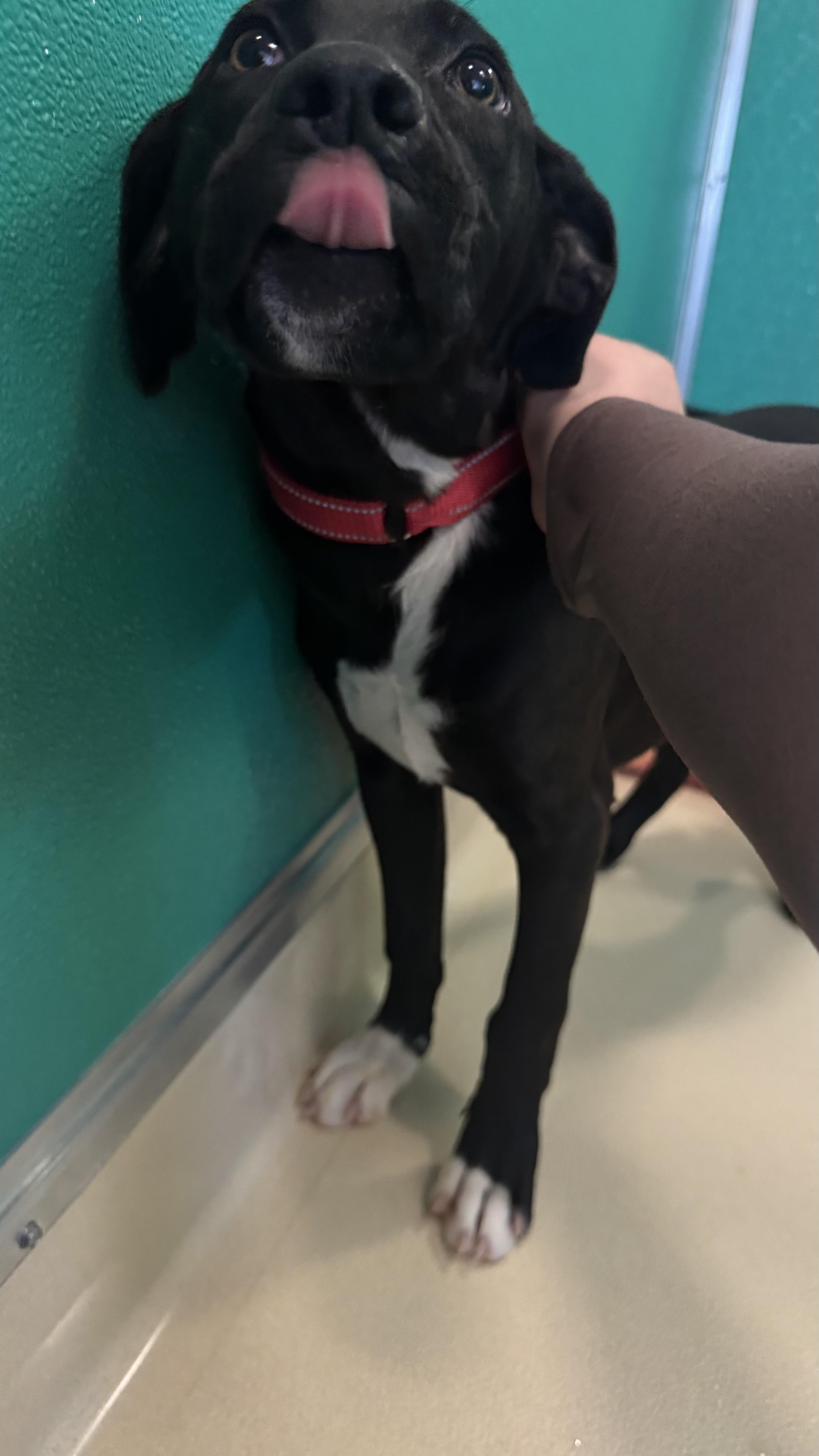 Enlarge Lainey , an adopted mixed breed in Fall River, MA image 4/5