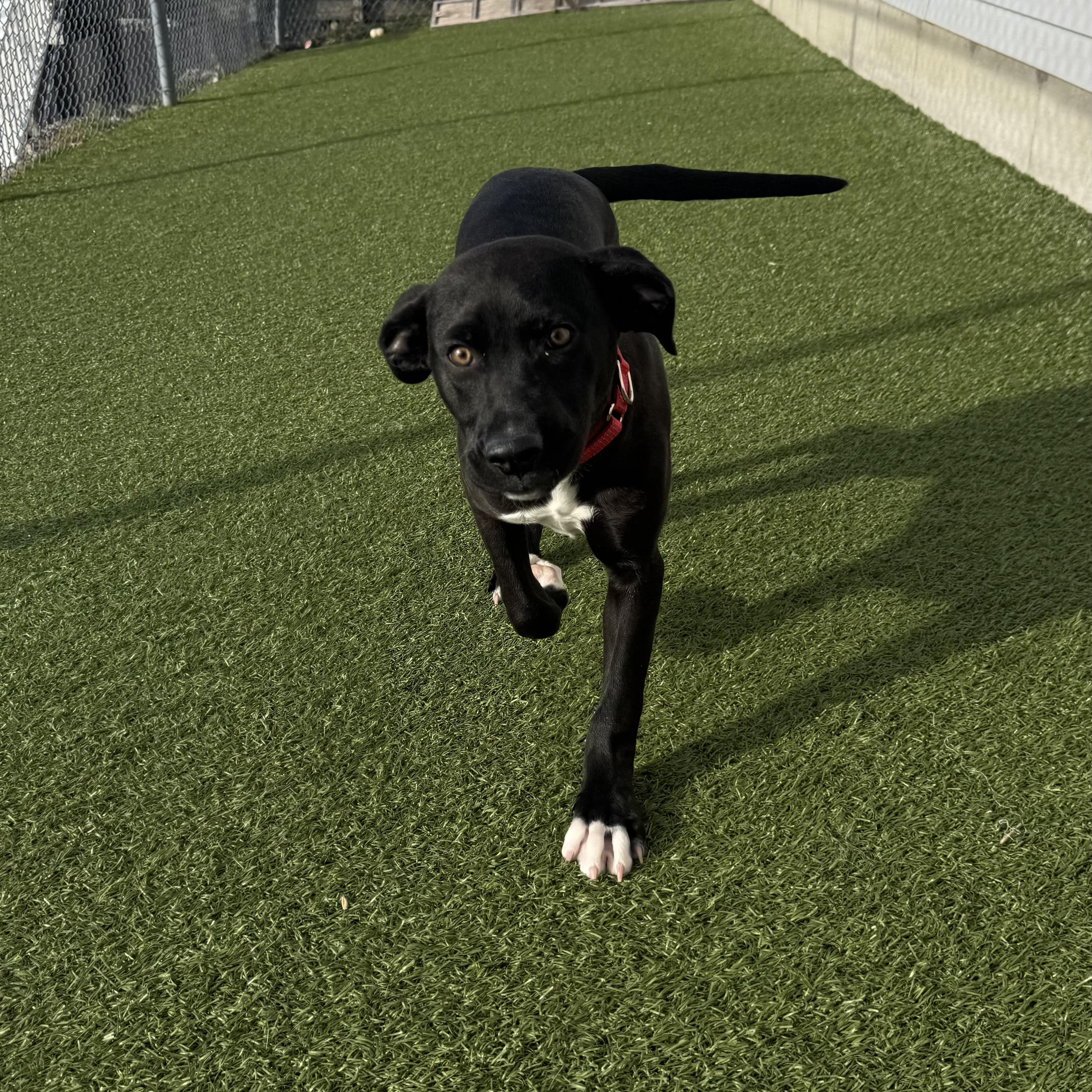 Enlarge Lainey , an adopted mixed breed in Fall River, MA image 2/5