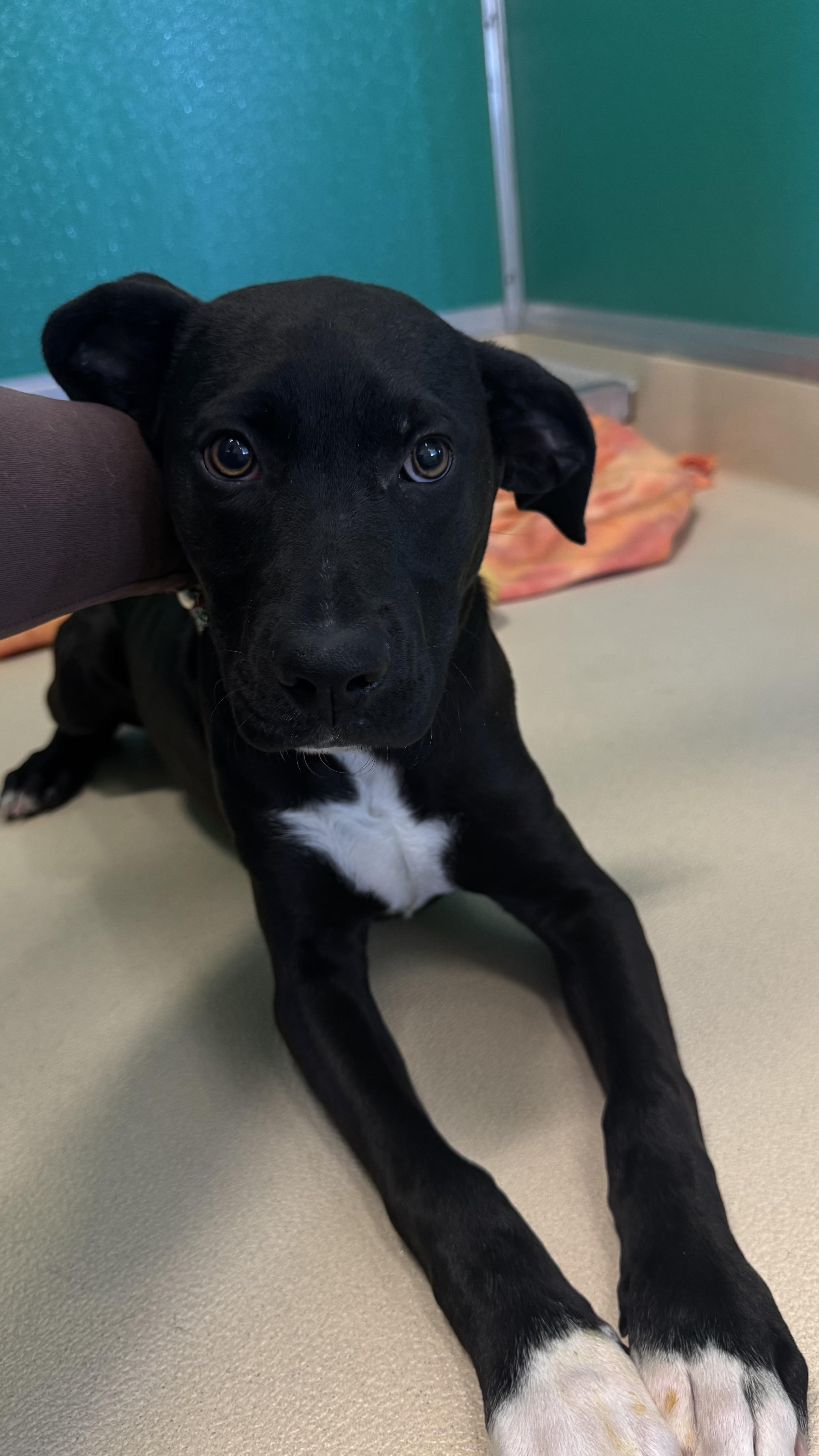 Enlarge Lainey , an adopted mixed breed in Fall River, MA image 5/5