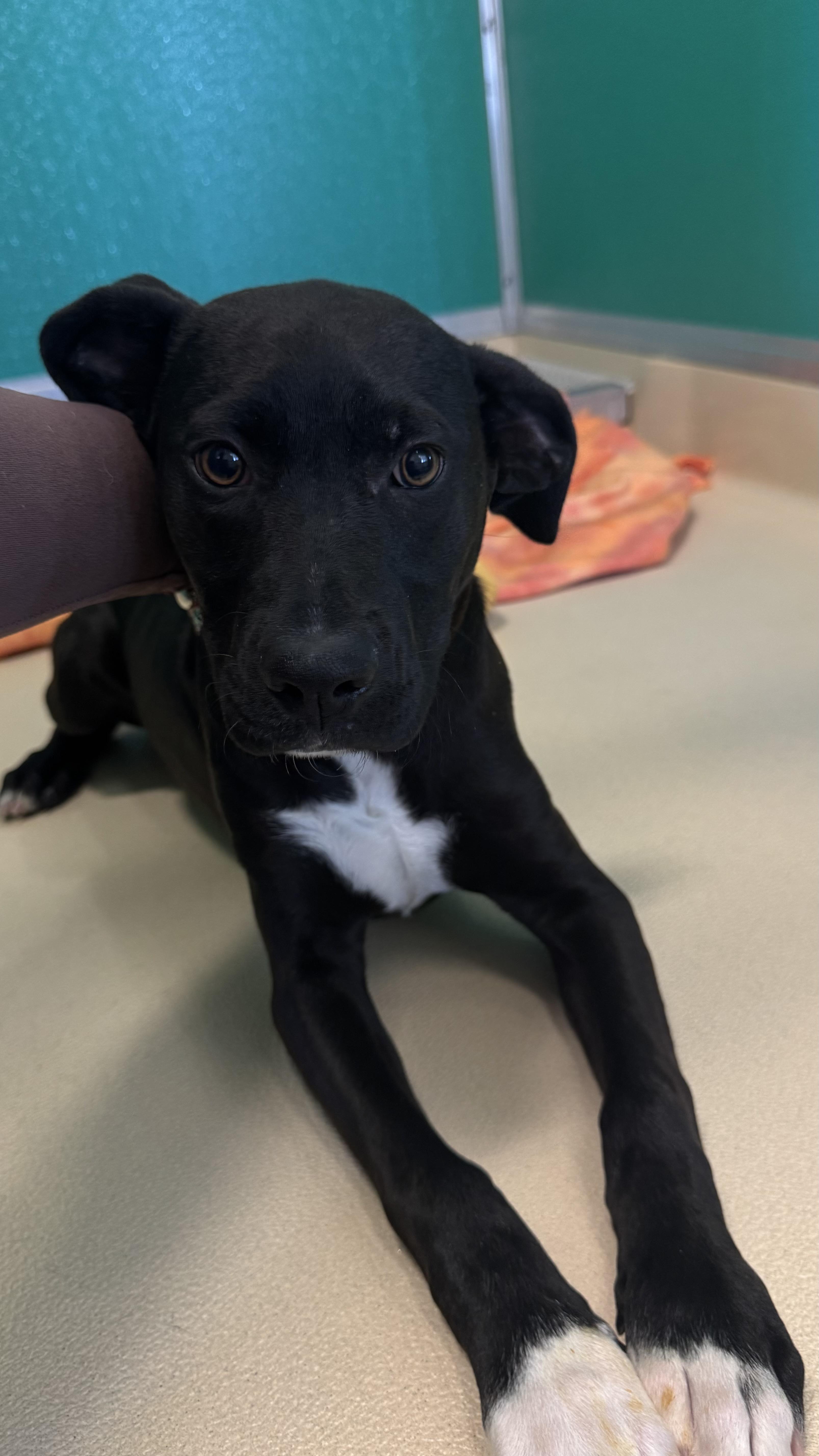 Enlarge Lainey , an adopted mixed breed in Fall River, MA image 3/5