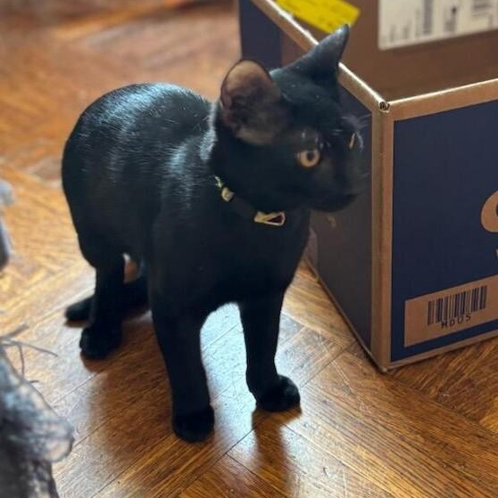 Mr. Yellow, a Adoptable Domestic Short Hair in West Orange, NJ image 2/4