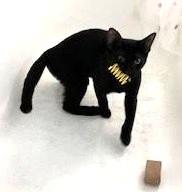 Mr. Yellow, a Adoptable Domestic Short Hair in West Orange, NJ image 4/4