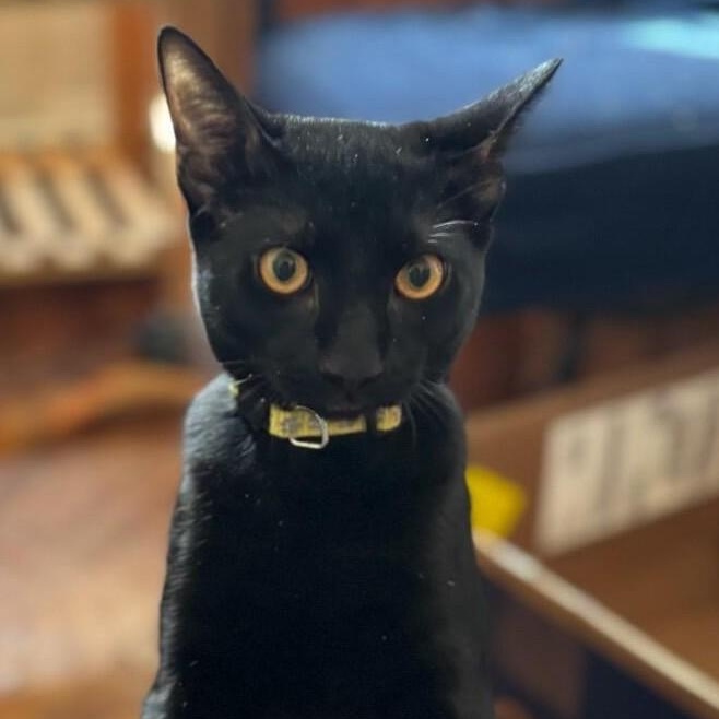 Mr. Yellow, Adoptable, Young Male Domestic Short Hair.