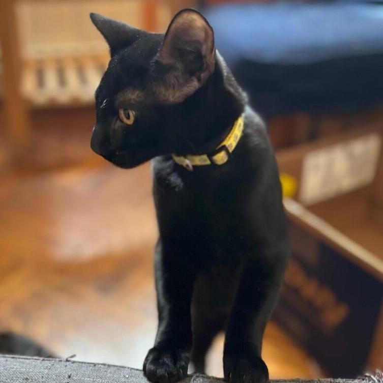 Mr. Yellow, a Adoptable Domestic Short Hair in West Orange, NJ image 3/4