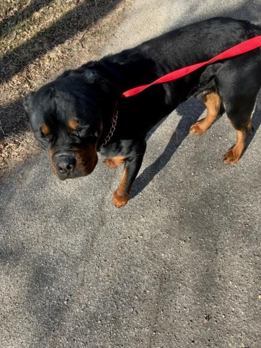 Enlarge Gunther, a Adoptable Rottweiler in Lincoln, NE image 1/3