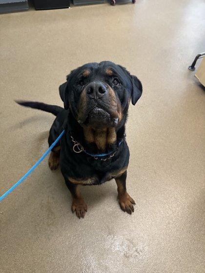 Enlarge Gunther, a Adoption Pending Rottweiler in Lincoln, NE image 4/6