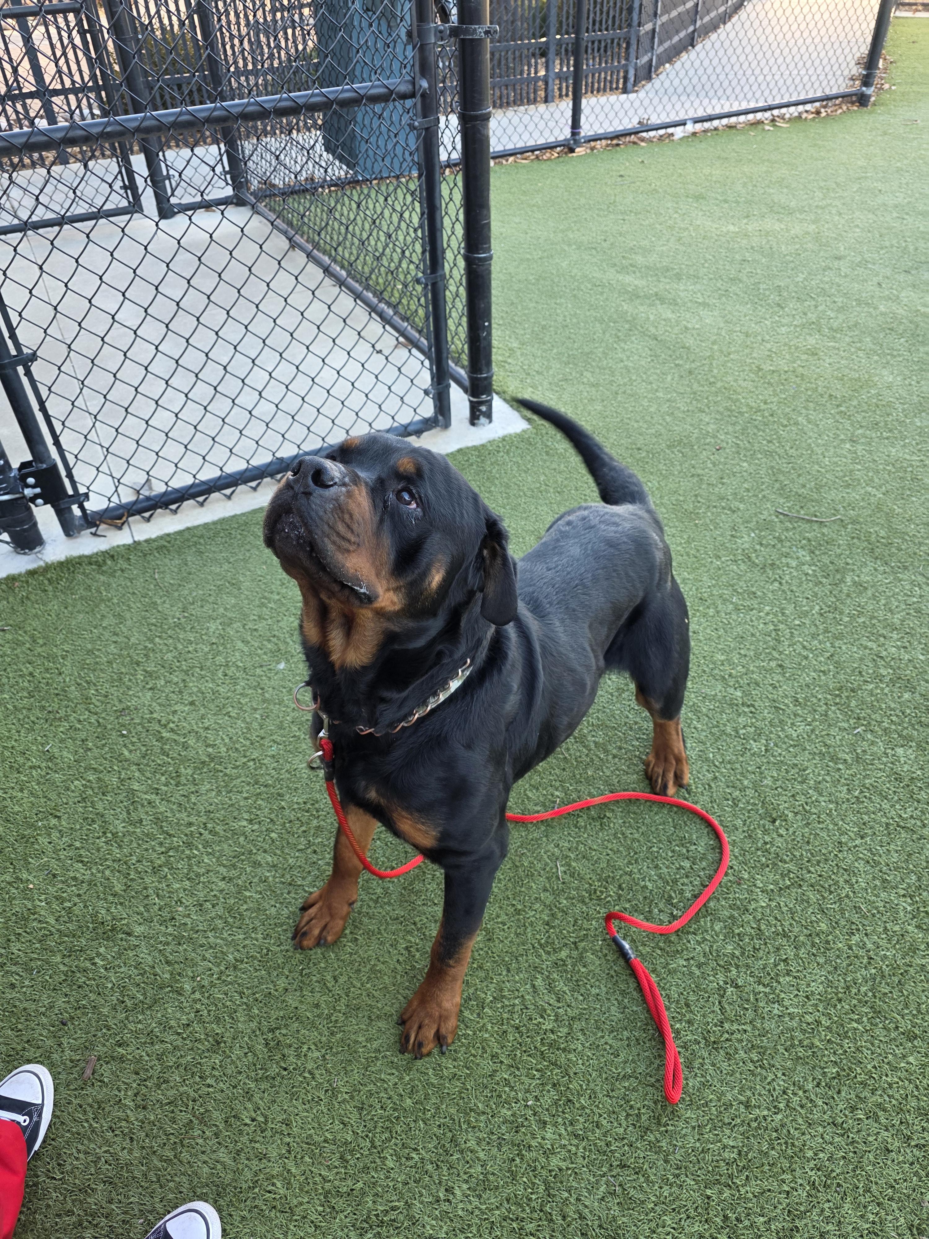 Enlarge Gunther, a Adoptable Rottweiler in Lincoln, NE image 3/3