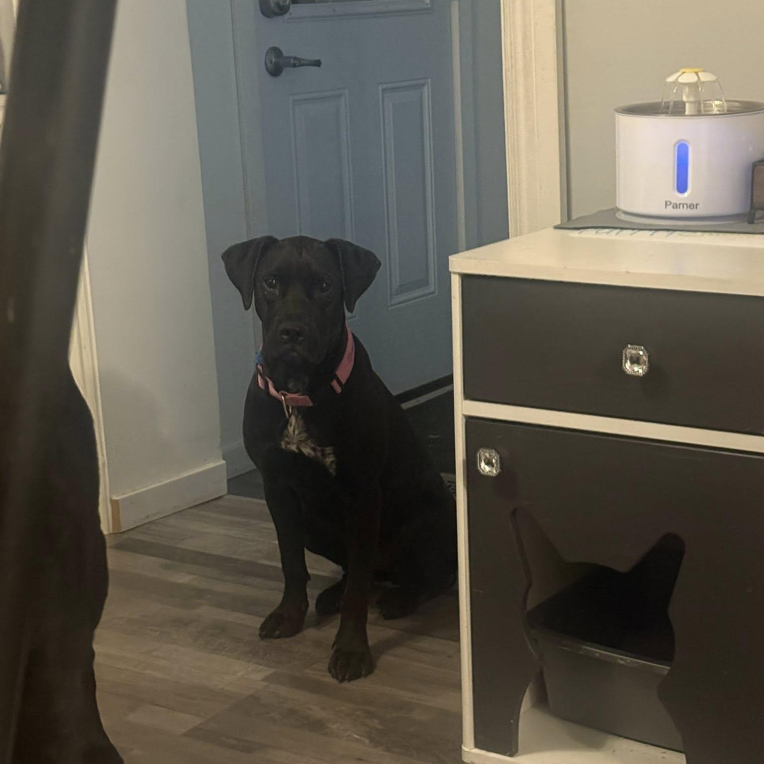 Maddie, Adoptable, Young Female Black Labrador Retriever.