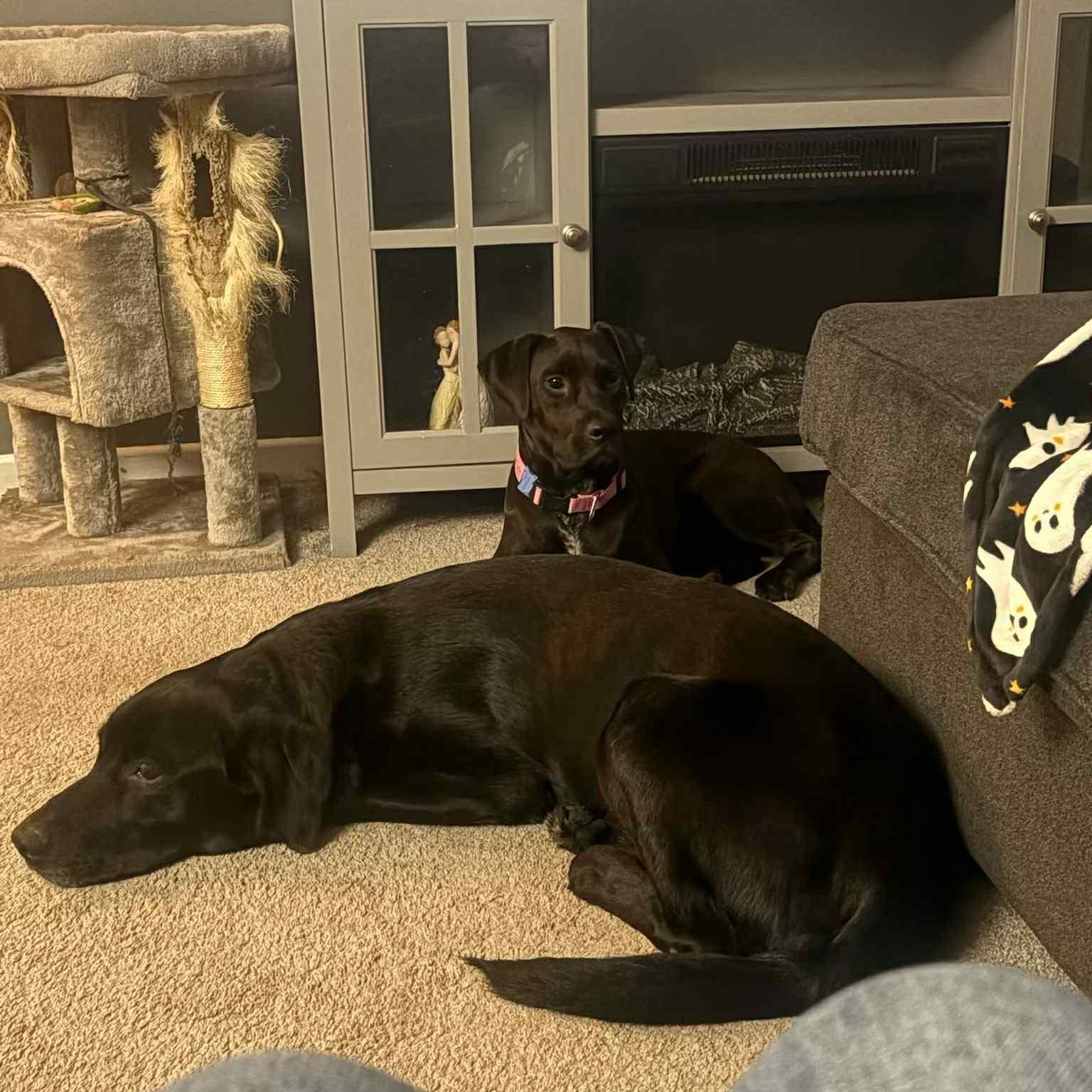 Maddie, a Adoptable mixed breed in Woodstock, ON image 2/6