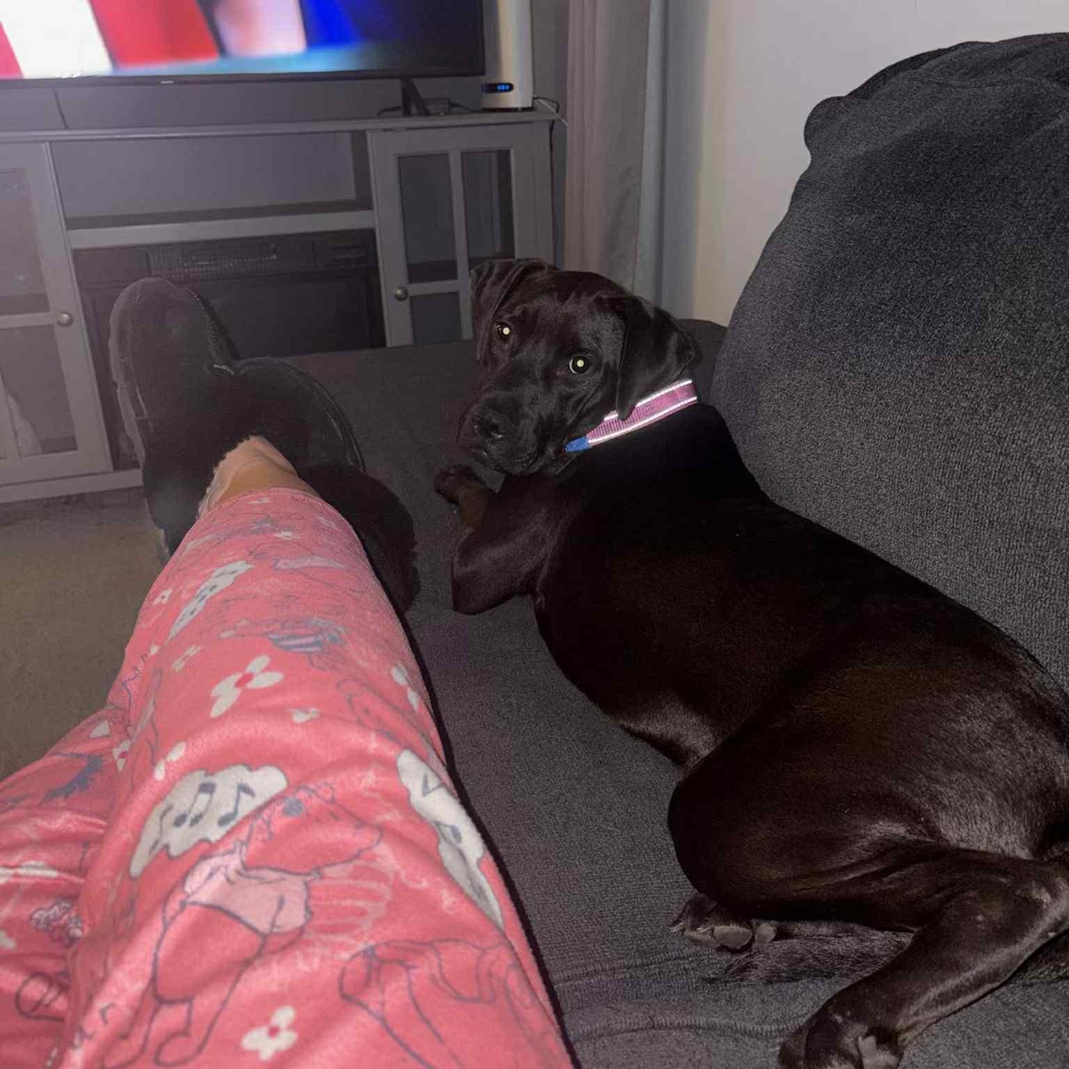 Maddie, a Adoptable mixed breed in Woodstock, ON image 3/6