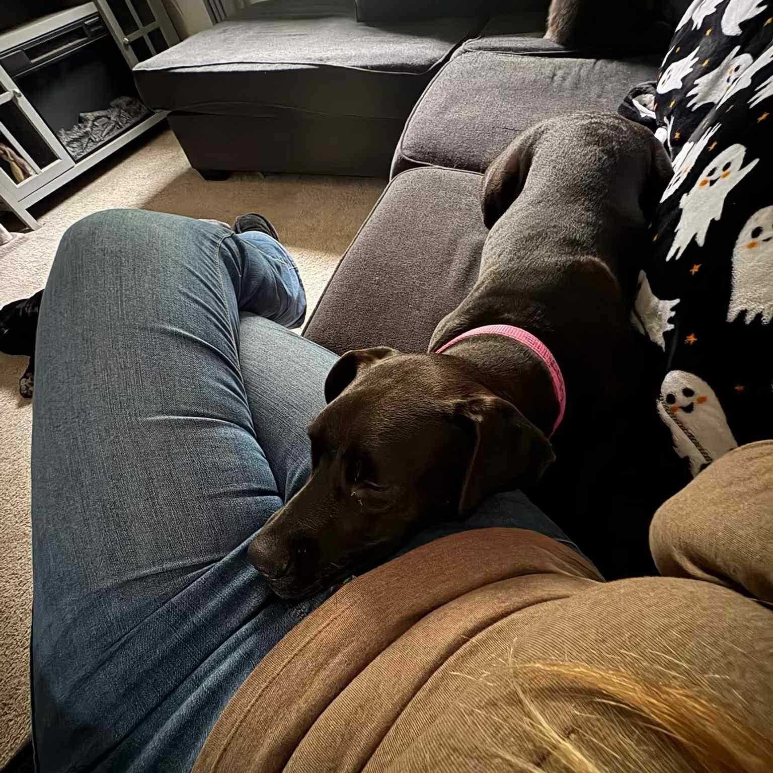 Maddie, a Adoptable mixed breed in Woodstock, ON image 4/6