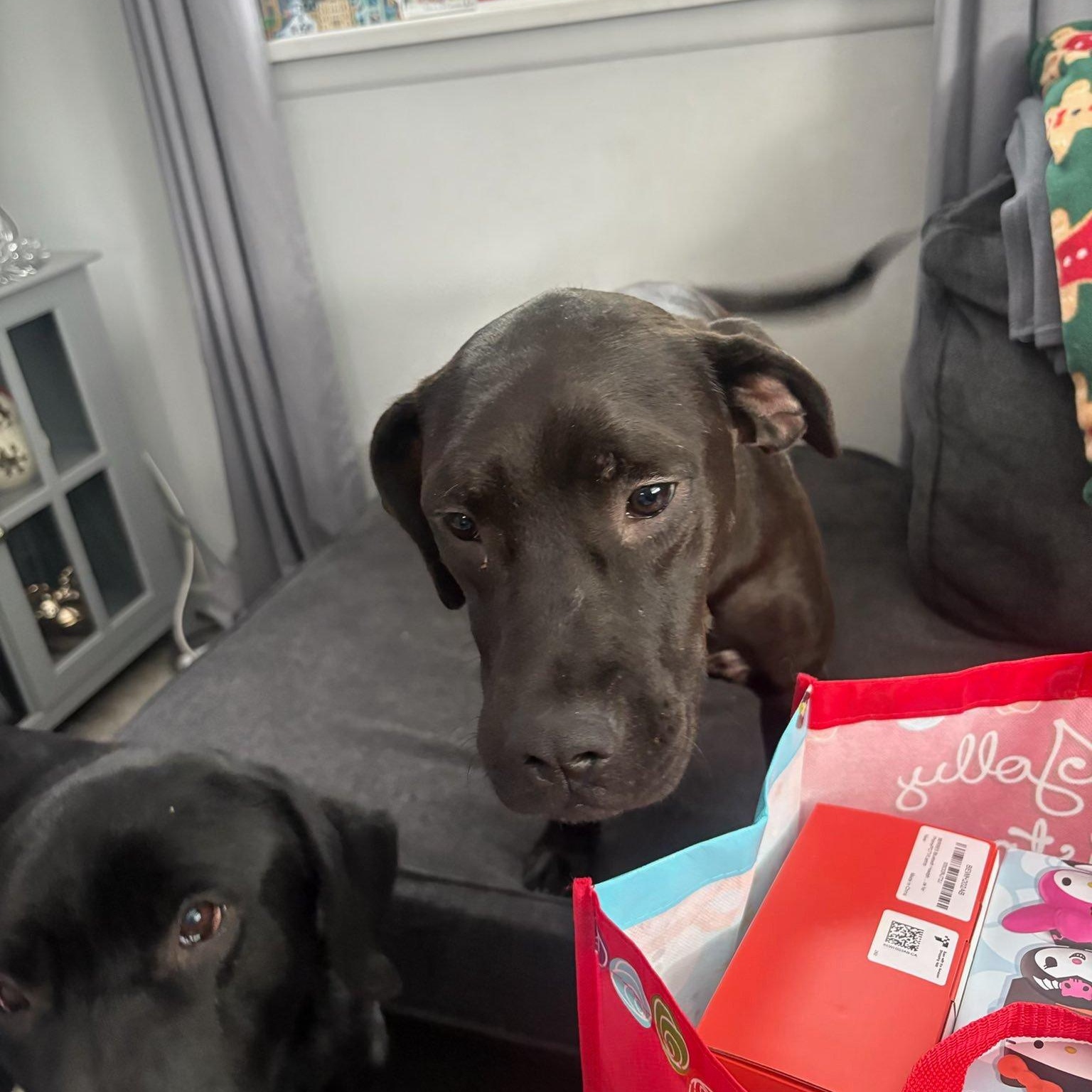 Enlarge Maddie, a Adoptable mixed breed in Woodstock, ON image 2/6