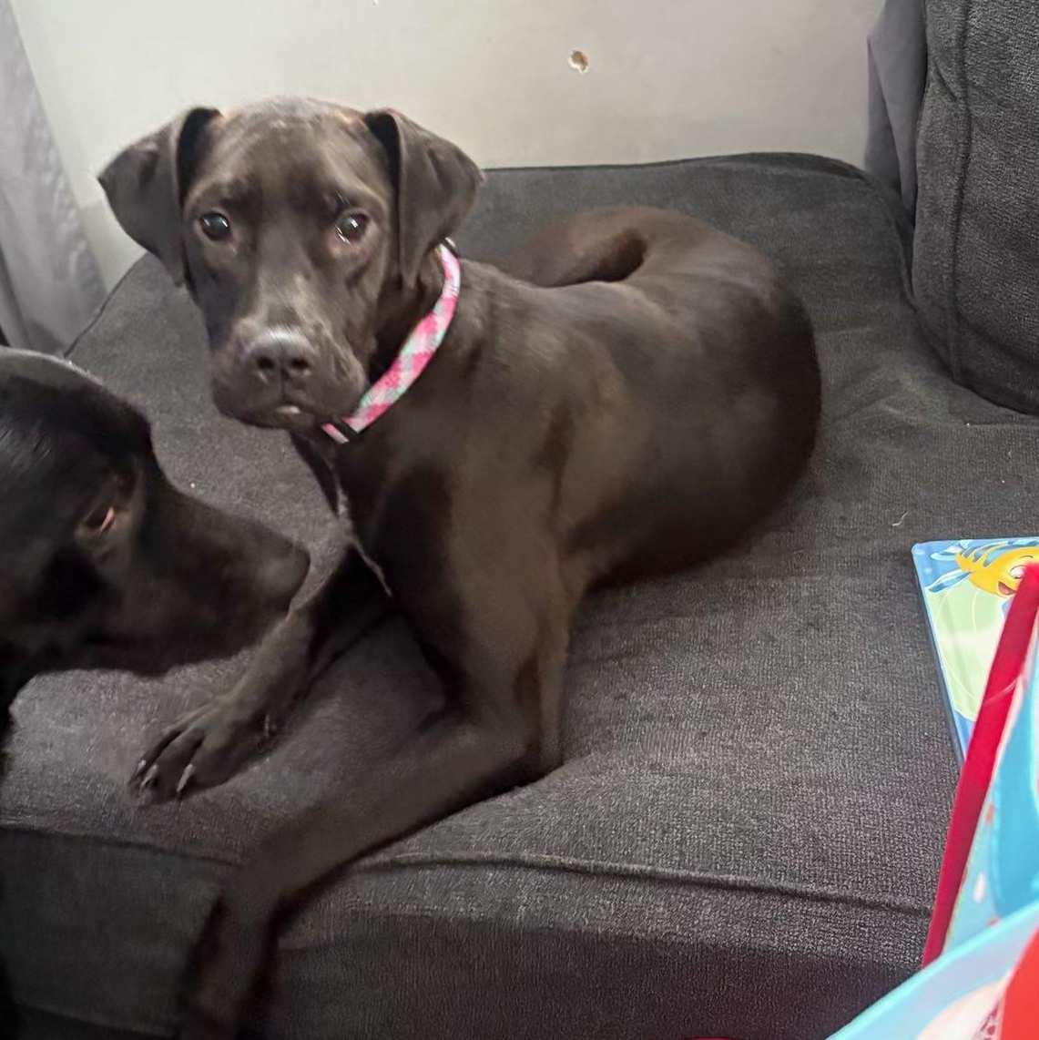 Enlarge Maddie, a Adoptable mixed breed in Woodstock, ON image 1/6