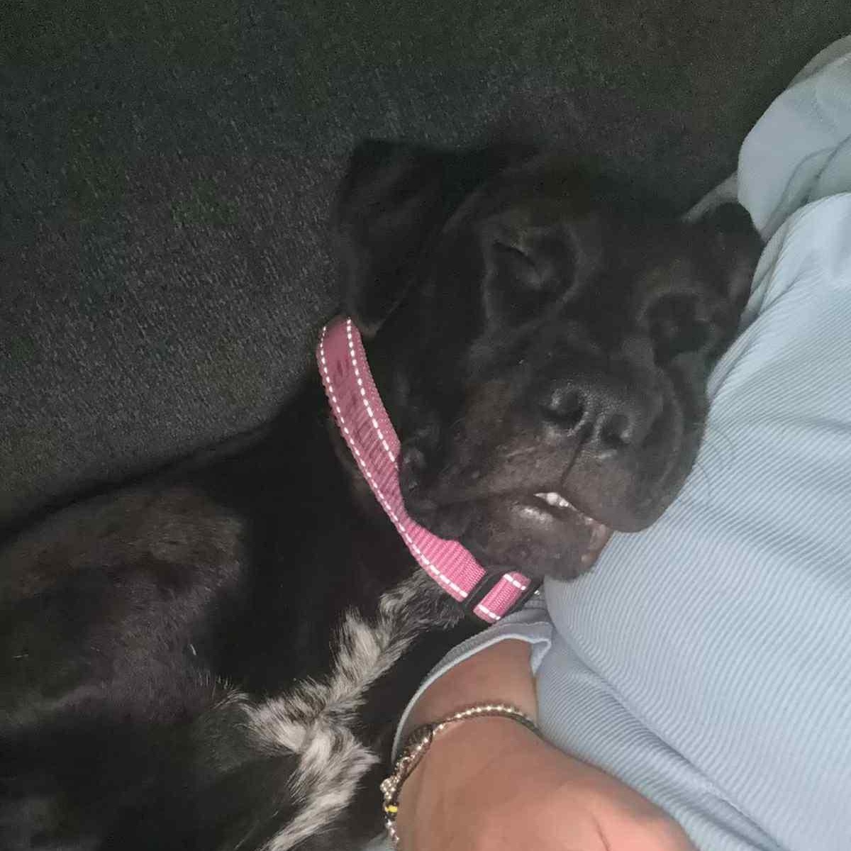 Maddie, a Adoptable mixed breed in Woodstock, ON image 5/6