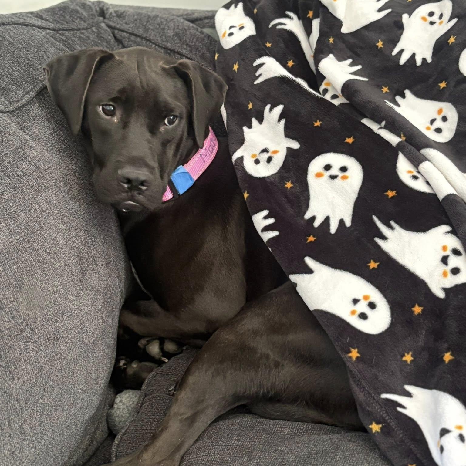 Maddie, a Adoptable mixed breed in Woodstock, ON image 6/6