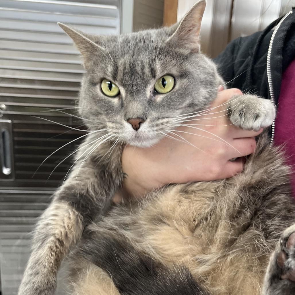 Enlarge Ginger, a Adoptable Domestic Short Hair in Columbiana, AL image 1/1