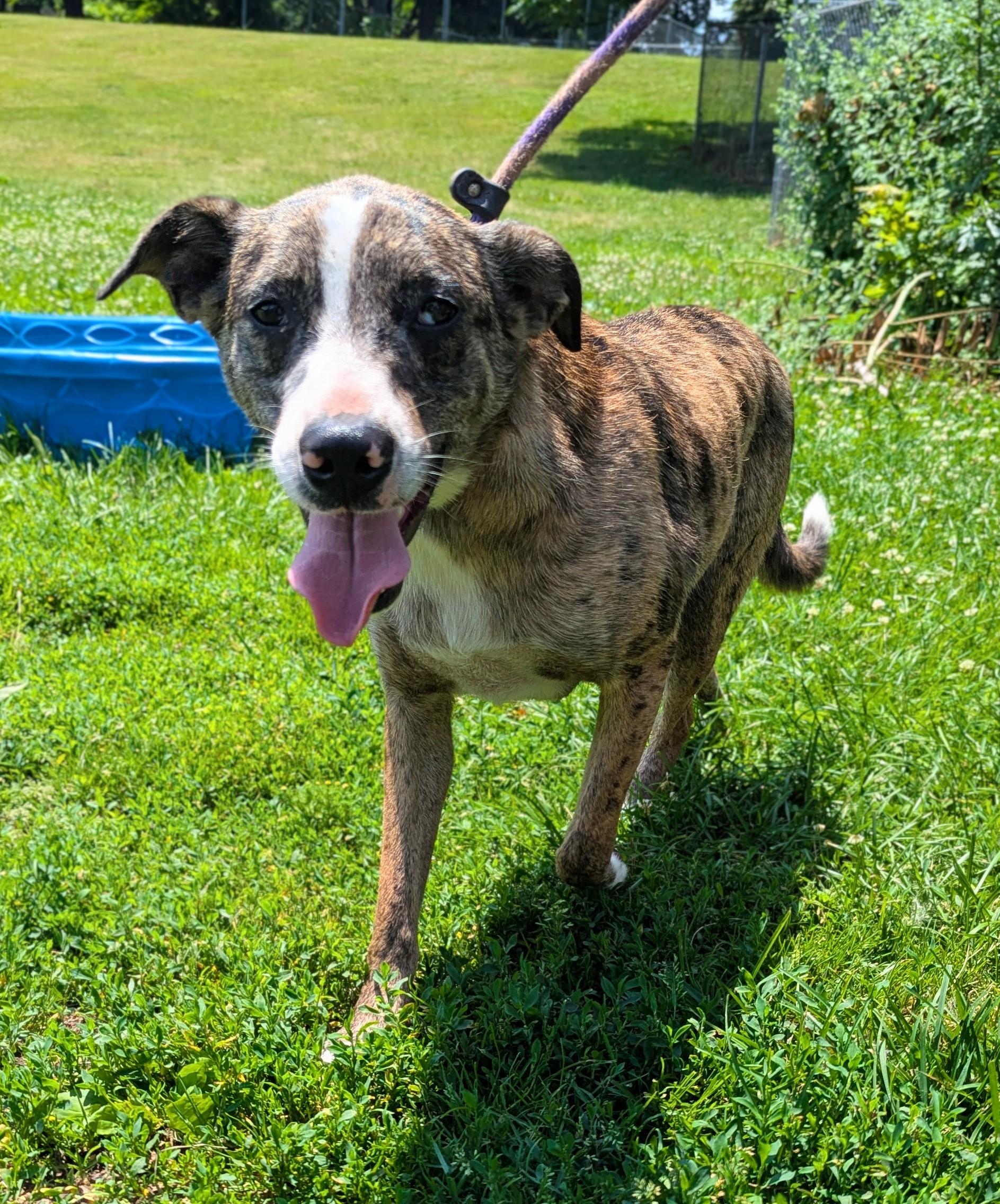 Skywalker, Adoptable, Young Male Catahoula Leopard Dog.