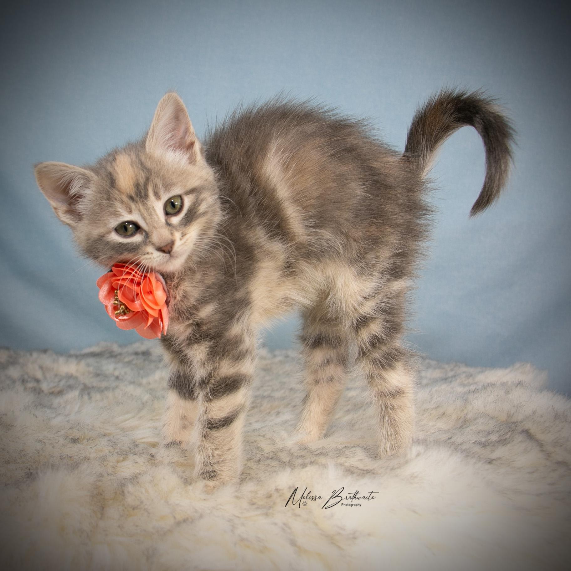 Dove, adopted, Kitten Female Tabby.