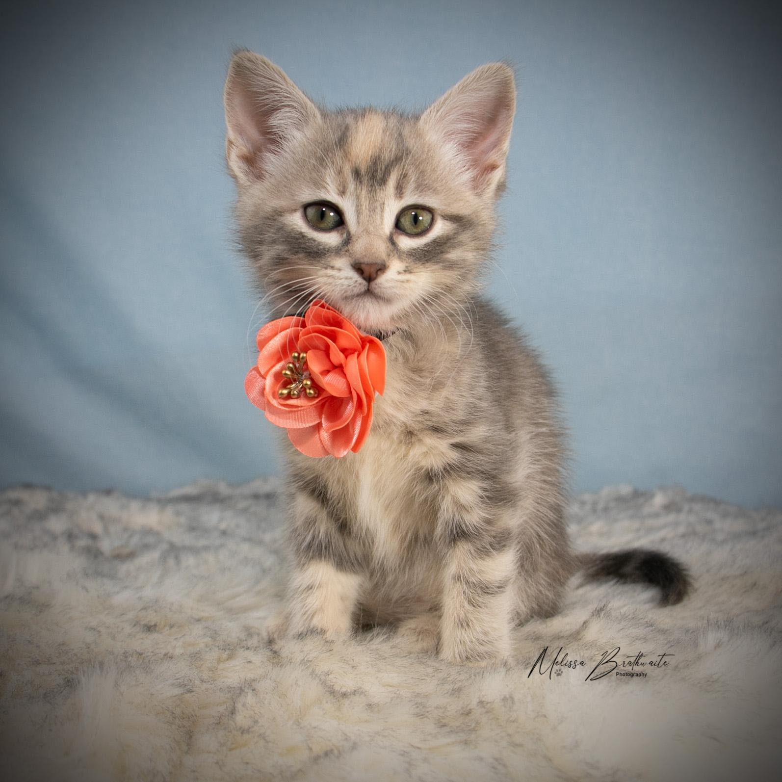 Enlarge Dove, an adopted Tabby in Calgary, AB image 4/4
