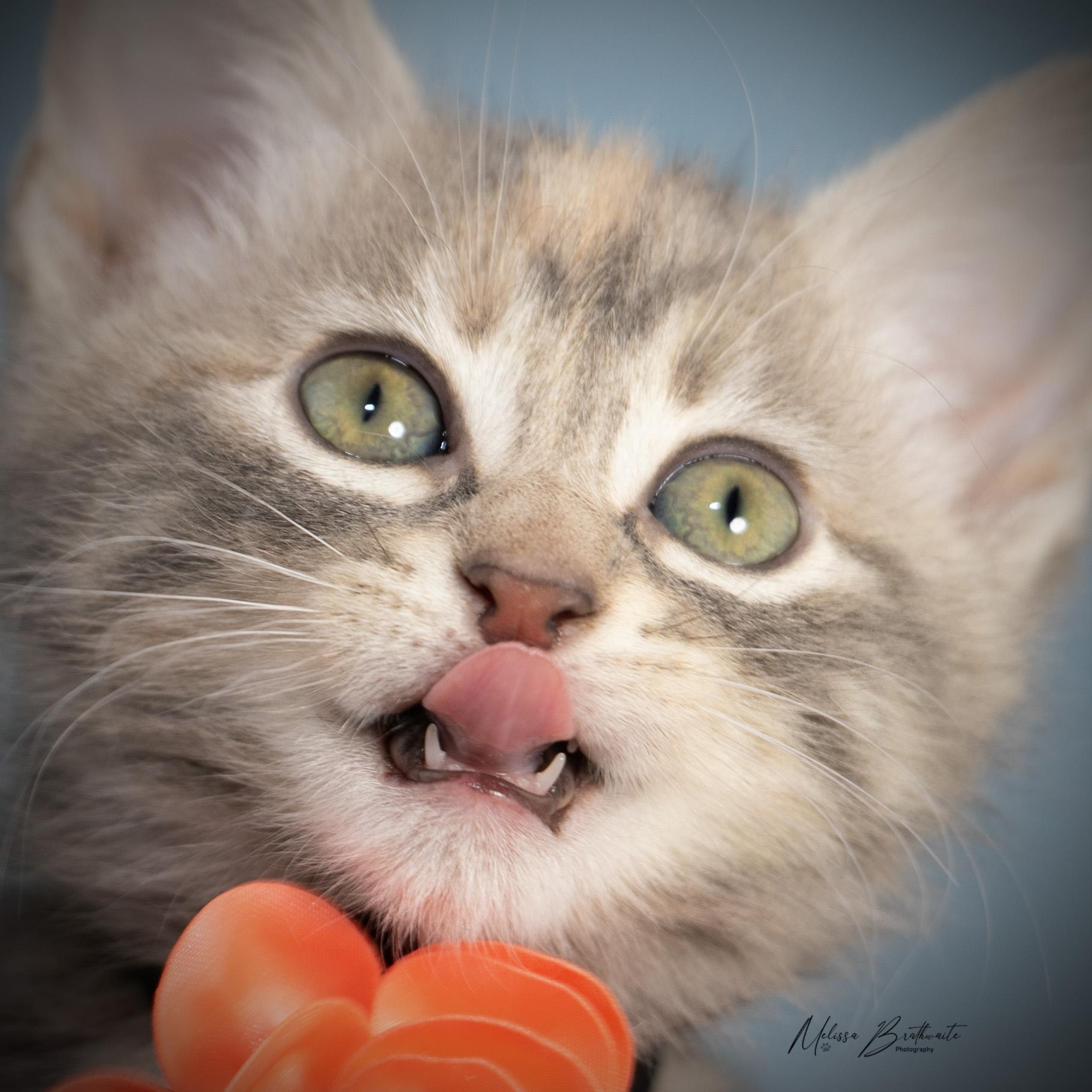 Enlarge Dove, an adopted Tabby in Calgary, AB image 3/4