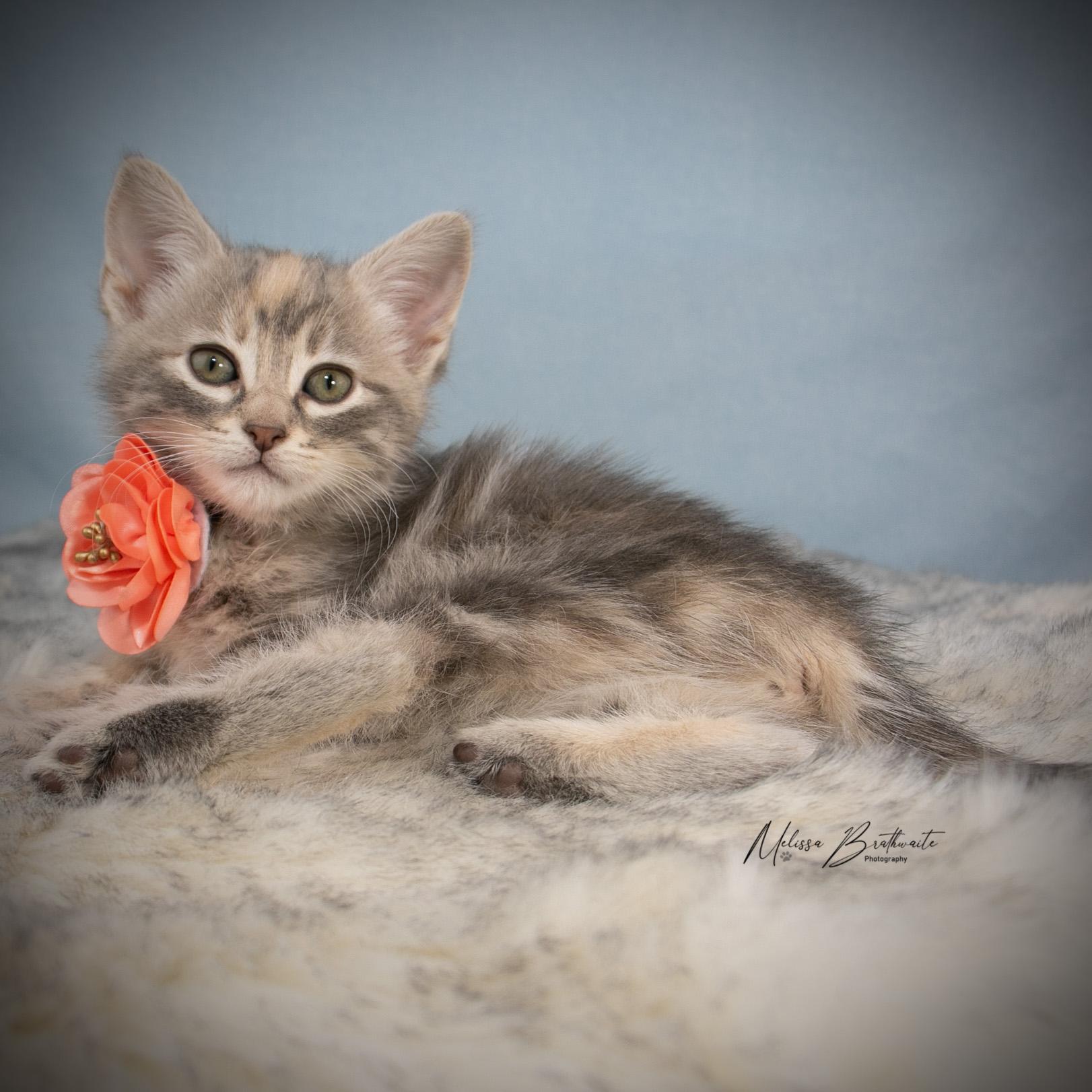 Enlarge Dove, an adopted Tabby in Calgary, AB image 2/4