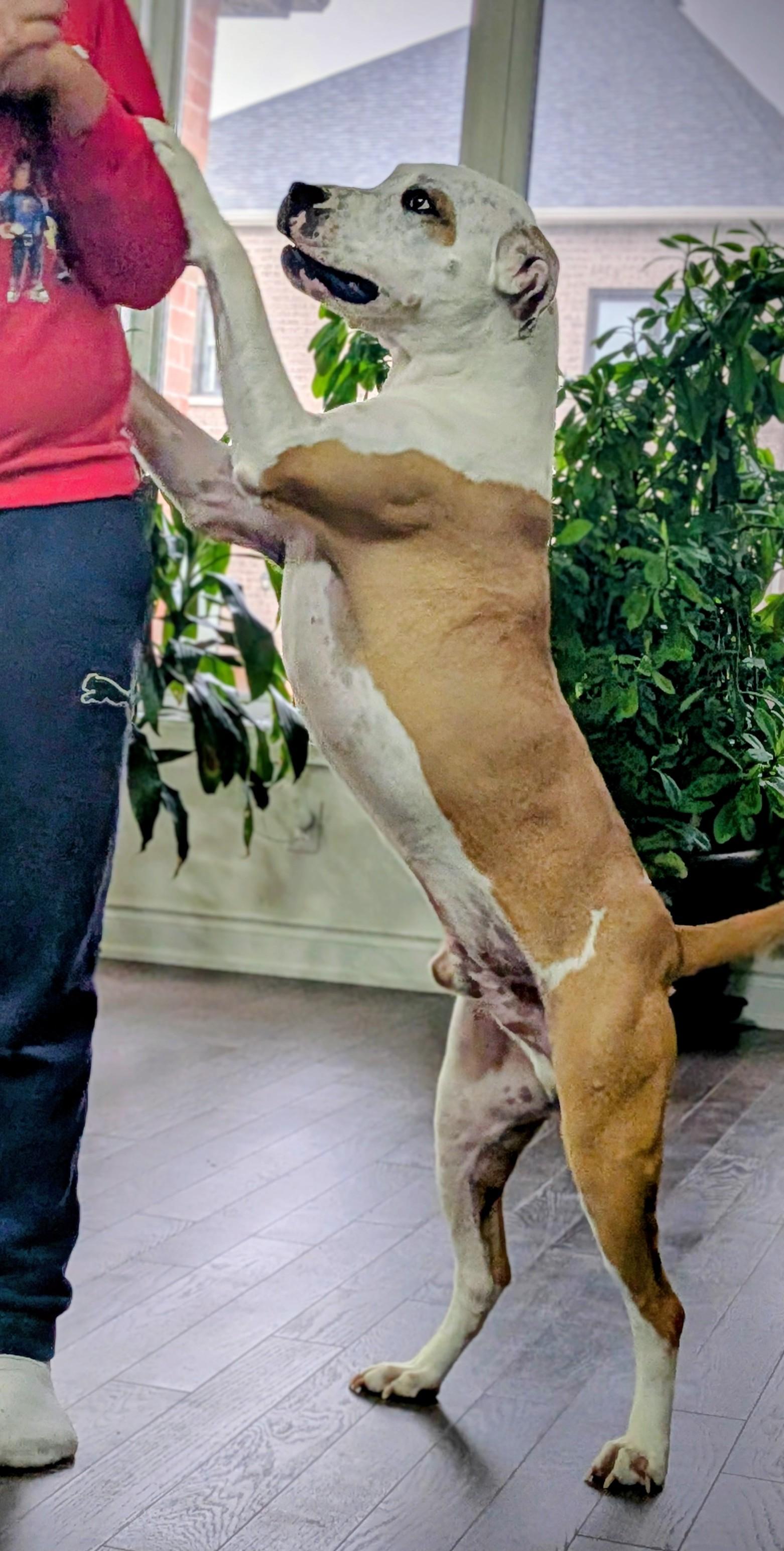 Enlarge Ace (50 lbs), a ADOPTABLE mixed breed in Mississauga, ON image 5/5