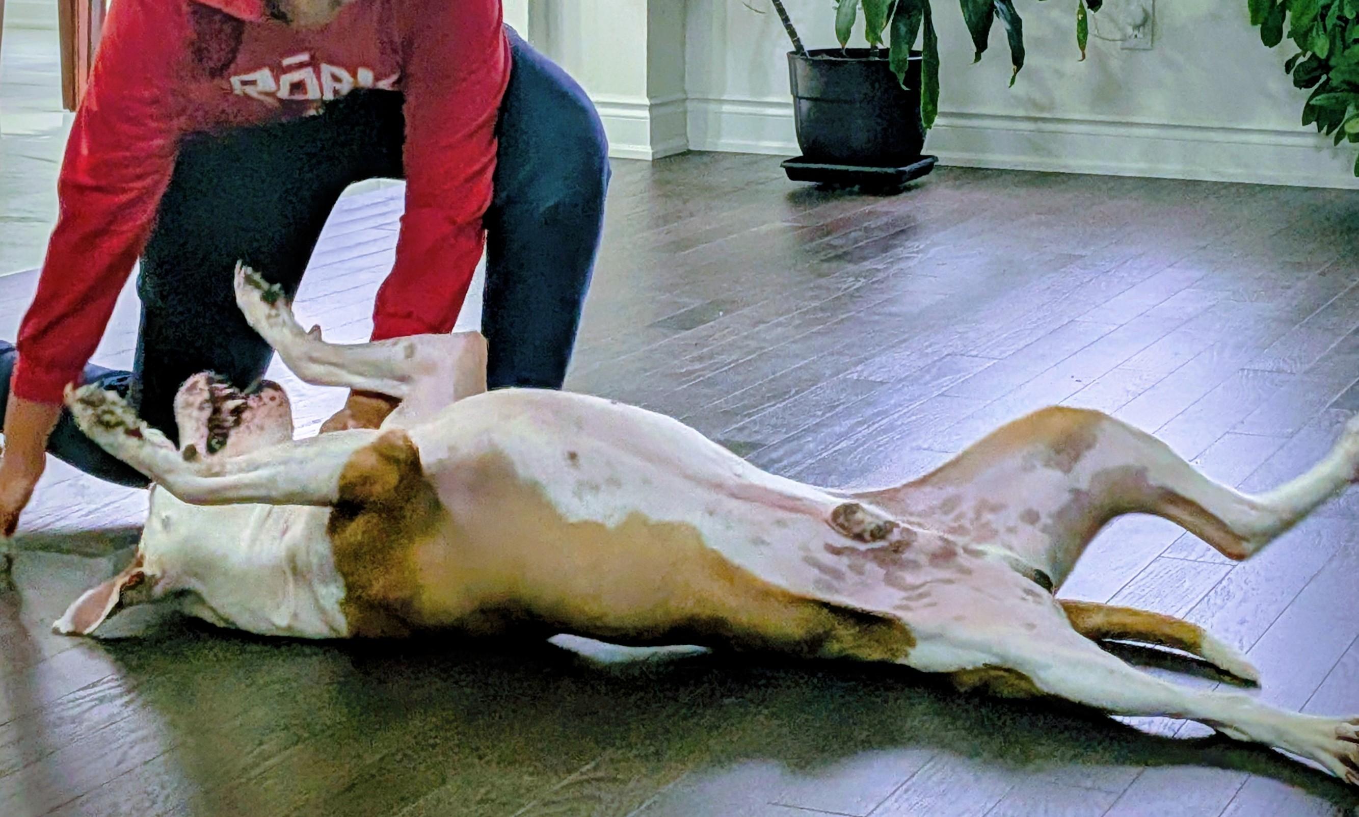 Enlarge Ace (50 lbs), a ADOPTABLE mixed breed in Mississauga, ON image 3/5