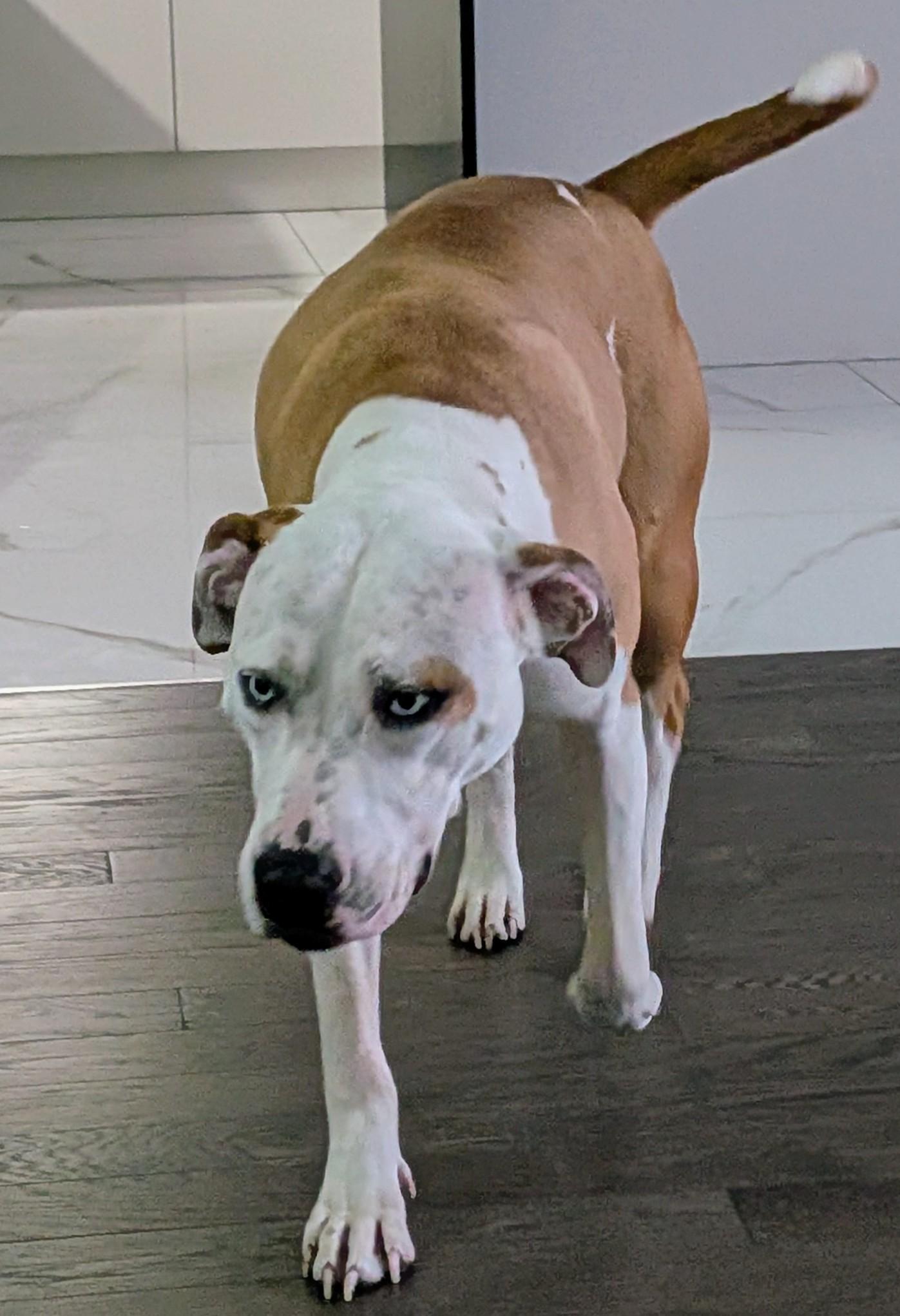 Enlarge Ace (50 lbs), a ADOPTABLE mixed breed in Mississauga, ON image 4/5