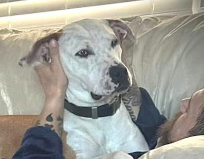 Enlarge Ace (50 lbs), a ADOPTABLE mixed breed in Mississauga, ON image 1/5