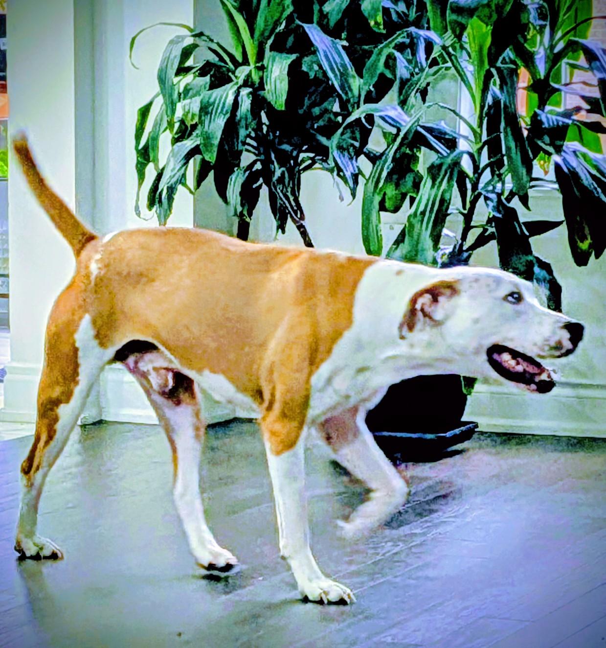 Enlarge Ace (50 lbs), a ADOPTABLE mixed breed in Mississauga, ON image 2/5