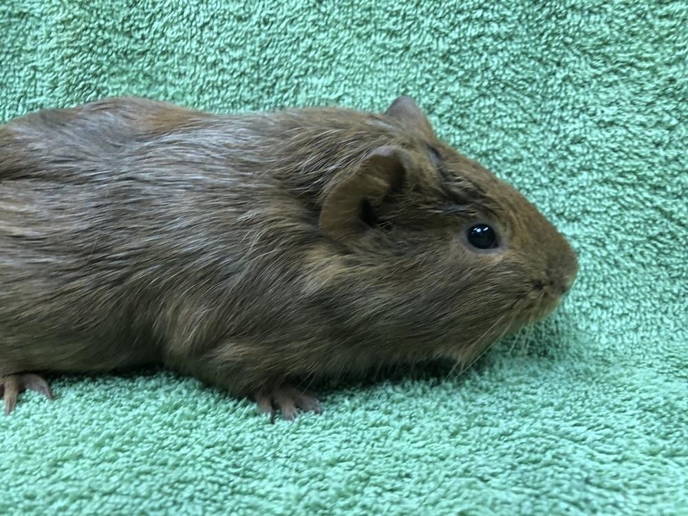 Champagnee, Adoptable, Senior Female Guinea Pig.