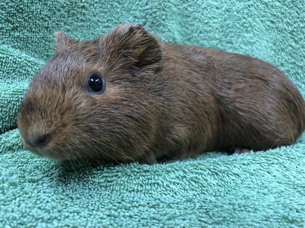 Enlarge Champagnee, a Adoptable Guinea Pig in San Diego, CA image 2/3